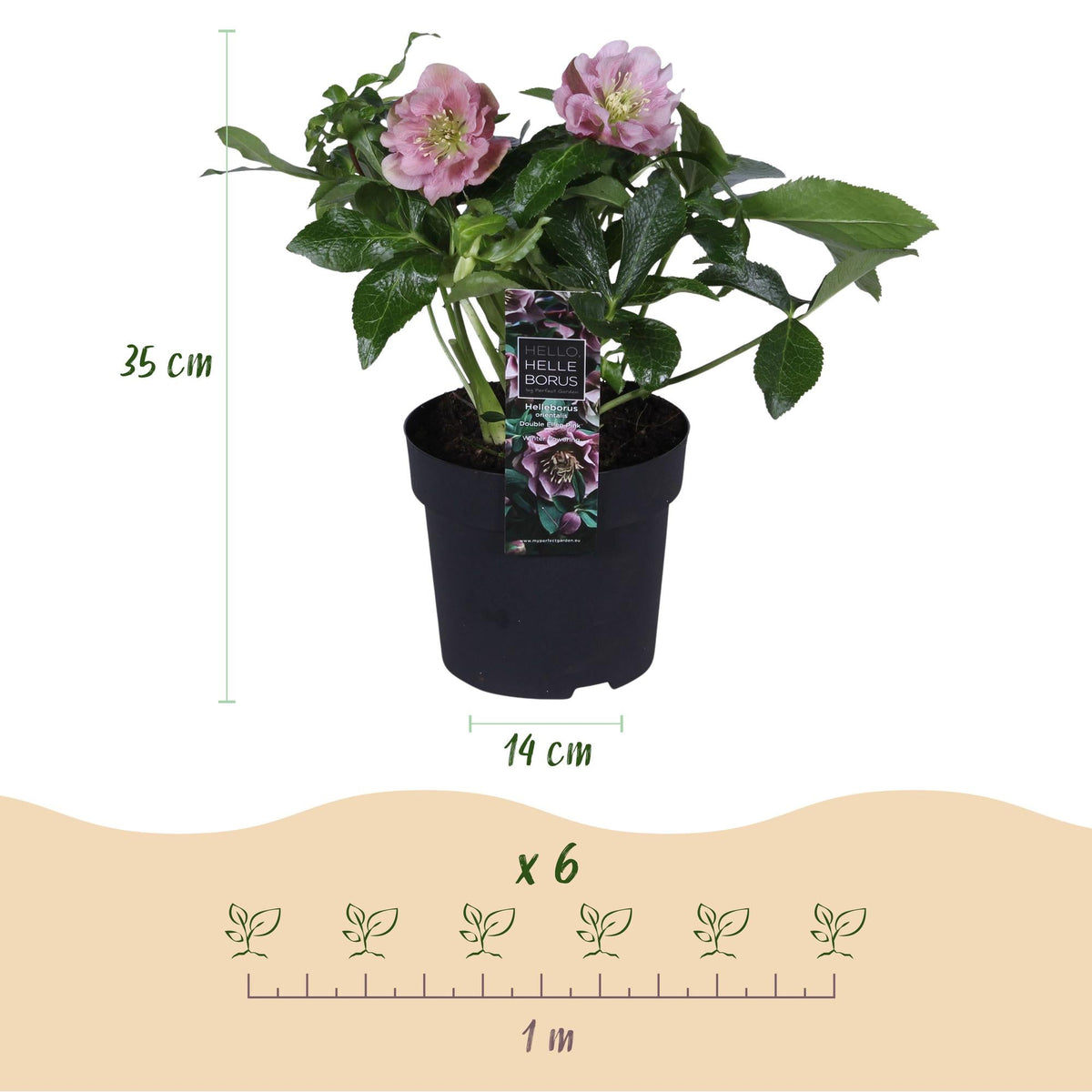 Helleborus orientalis ‘Double Tricolour’ – immergrün & pflegeleicht – 3 Pflanzen – rosa - rot - weiße Blüte – 14 cm Topf, ca. 35 cm hoch - Green Guardia - Ihr Experte für Schädlinge und Pflanzen