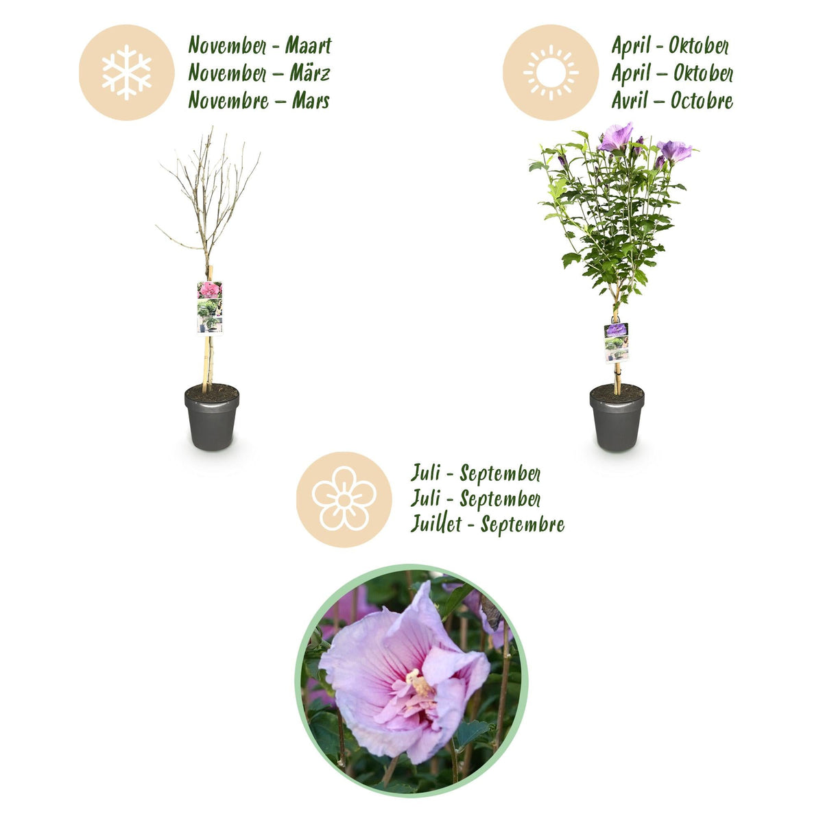 Hibiskus - Stamm ‘Lavender Chiffon’® – winterharte Terrassenpflanze, 19 cm Topf, 90 cm Höhe - Green Guardia - Ihr Experte für Schädlinge und Pflanzen