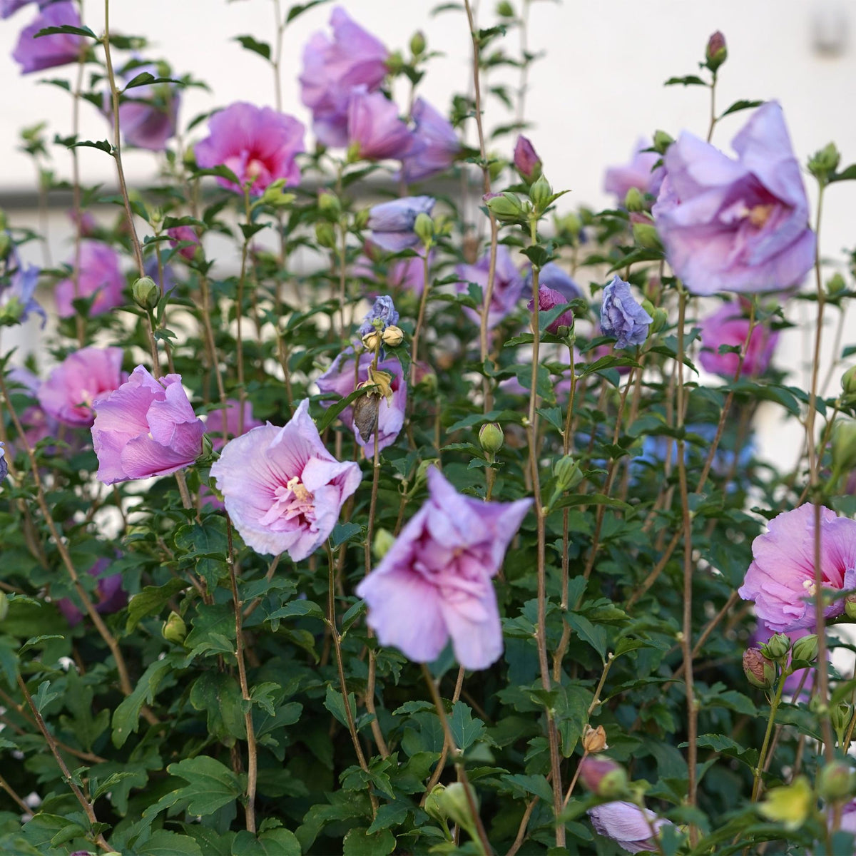 Hibiskus - Stamm ‘Lavender Chiffon’® – winterharte Terrassenpflanze, 19 cm Topf, 90 cm Höhe - Green Guardia - Ihr Experte für Schädlinge und Pflanzen