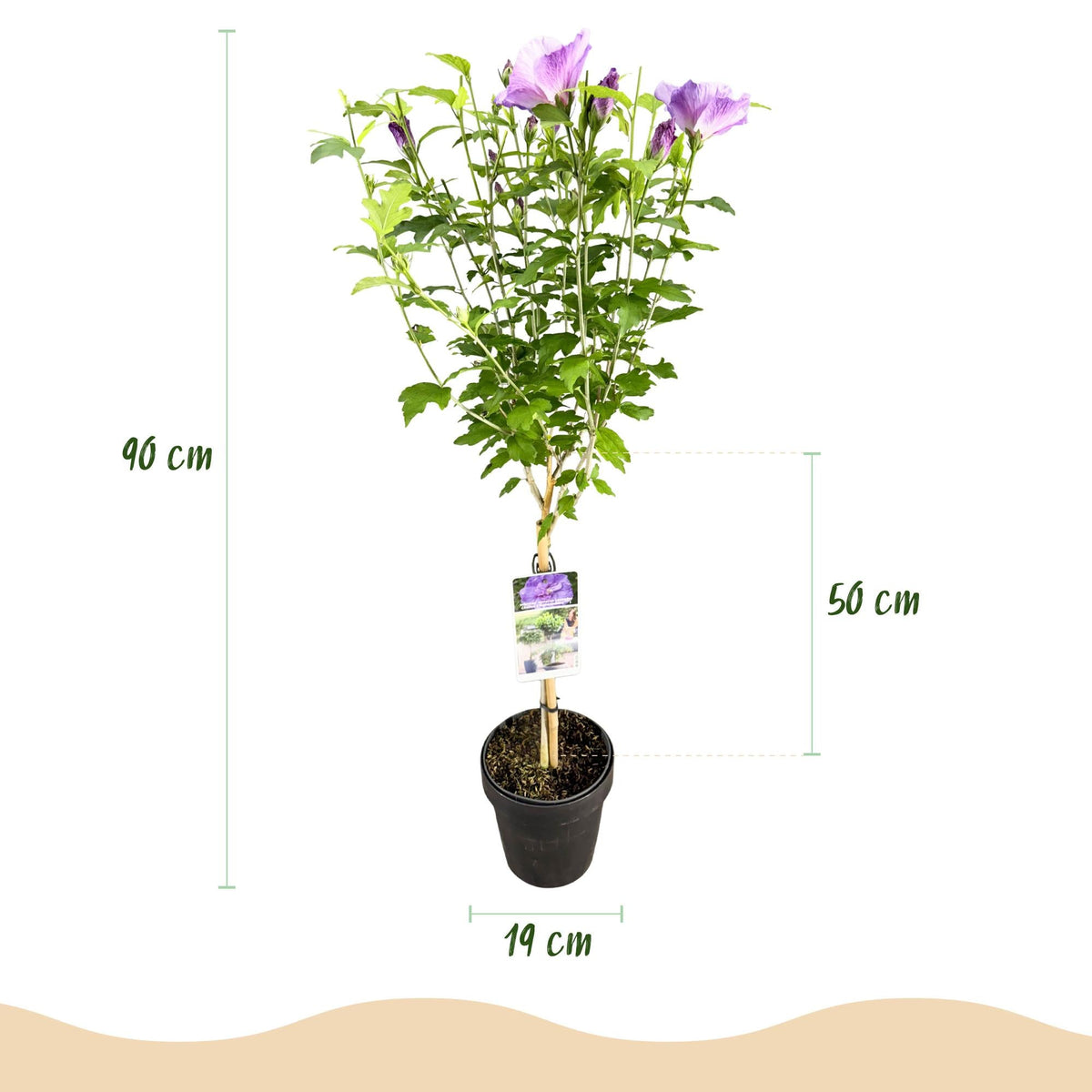 Hibiskus - Stamm ‘Lavender Chiffon’® – winterharte Terrassenpflanze, 19 cm Topf, 90 cm Höhe - Green Guardia - Ihr Experte für Schädlinge und Pflanzen