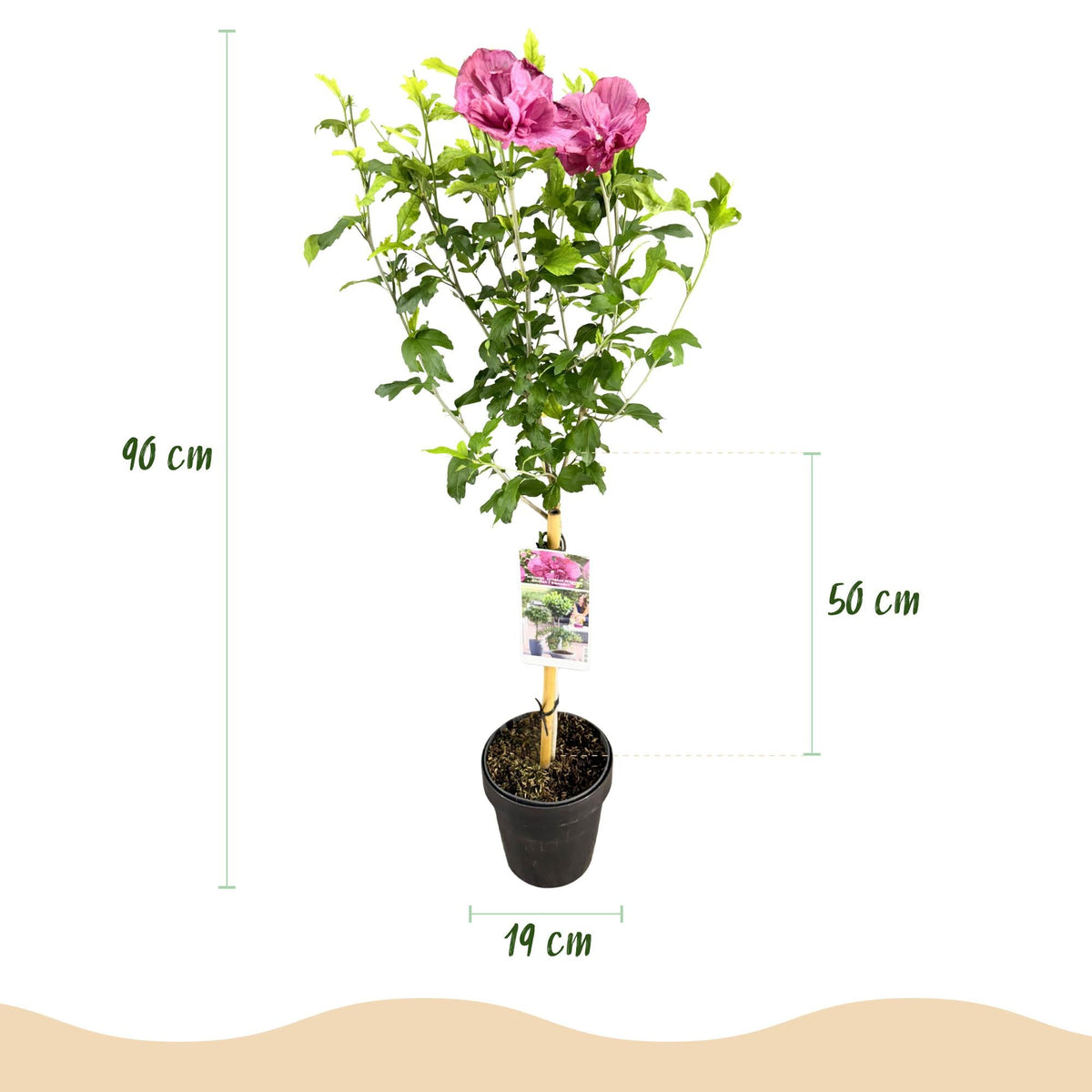 Hibiskus - Stamm ‘Magenta Chiffon’® – winterharte Terrassenpflanze, 19 cm Topf, 90 cm hoch - Green Guardia - Ihr Experte für Schädlinge und Pflanzen