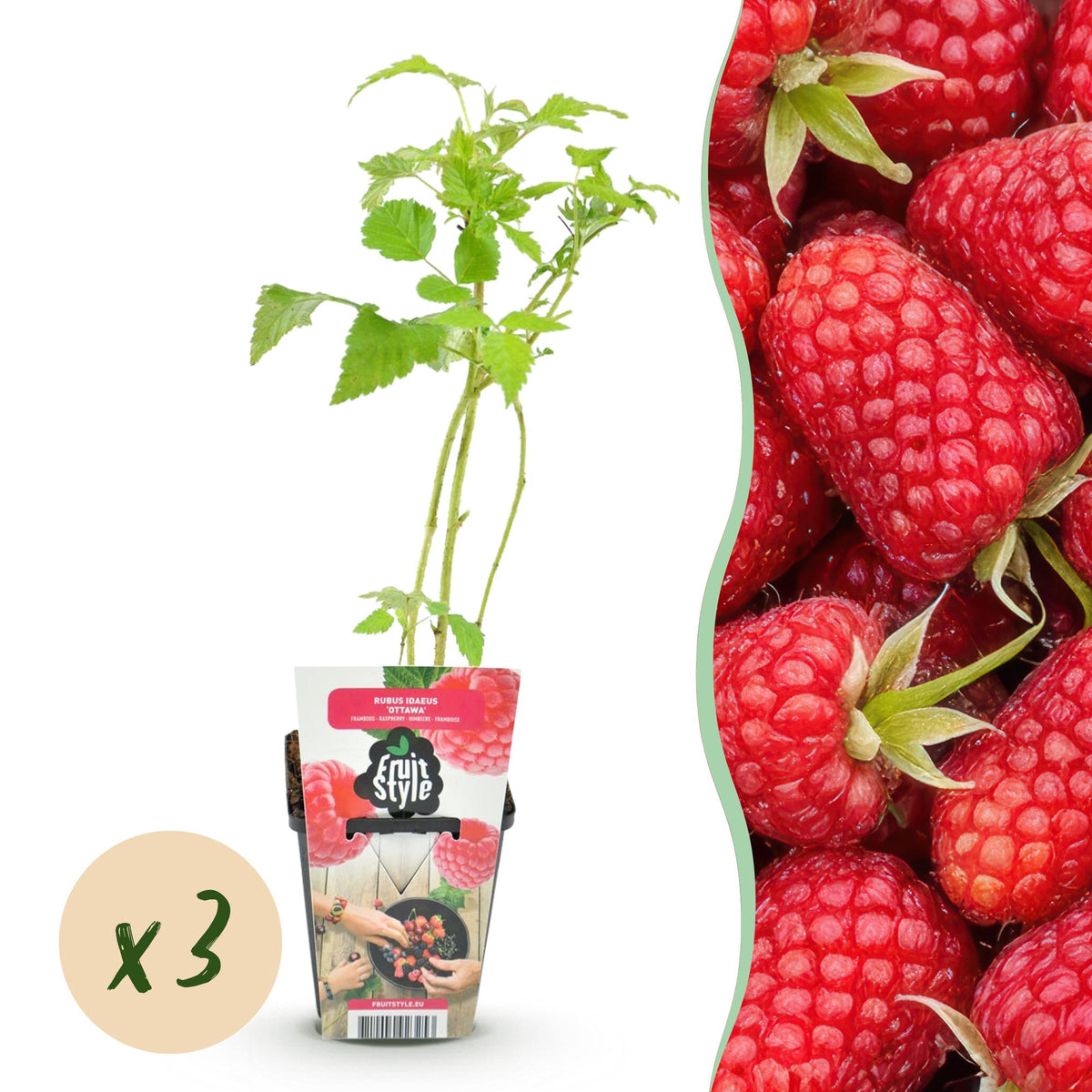 Himbeere – Rubus idaeus ‘Heritage’ – winterhart – rote Himbeeren – 3 Pflanzen – 9 cm Topf - Green Guardia - Ihr Experte für Schädlinge und Pflanzen