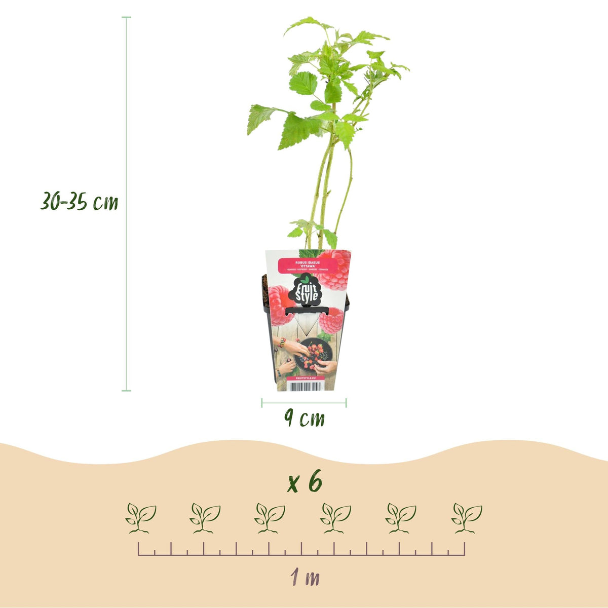 Himbeere – Rubus idaeus ‘Heritage’ – winterhart – rote Himbeeren – 3 Pflanzen – 9 cm Topf - Green Guardia - Ihr Experte für Schädlinge und Pflanzen