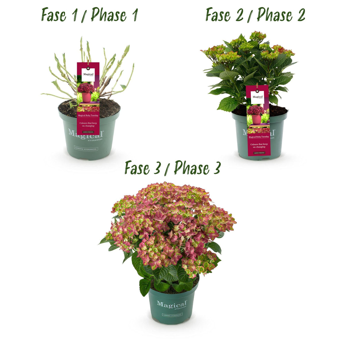 Hortensie Magical Tuesday & Sapphire – rot, 6–10 Blüten, 23 cm Topf, 55 cm hoch - Green Guardia - Ihr Experte für Schädlinge und Pflanzen