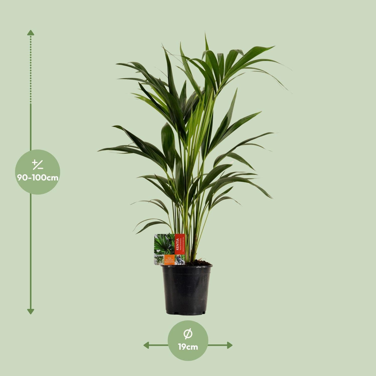 Howea forsteriana – Kentia - Palme – verschiedene Größen – ab 21 cm Topf - Green Guardia - Ihr Experte für Schädlinge und Pflanzen
