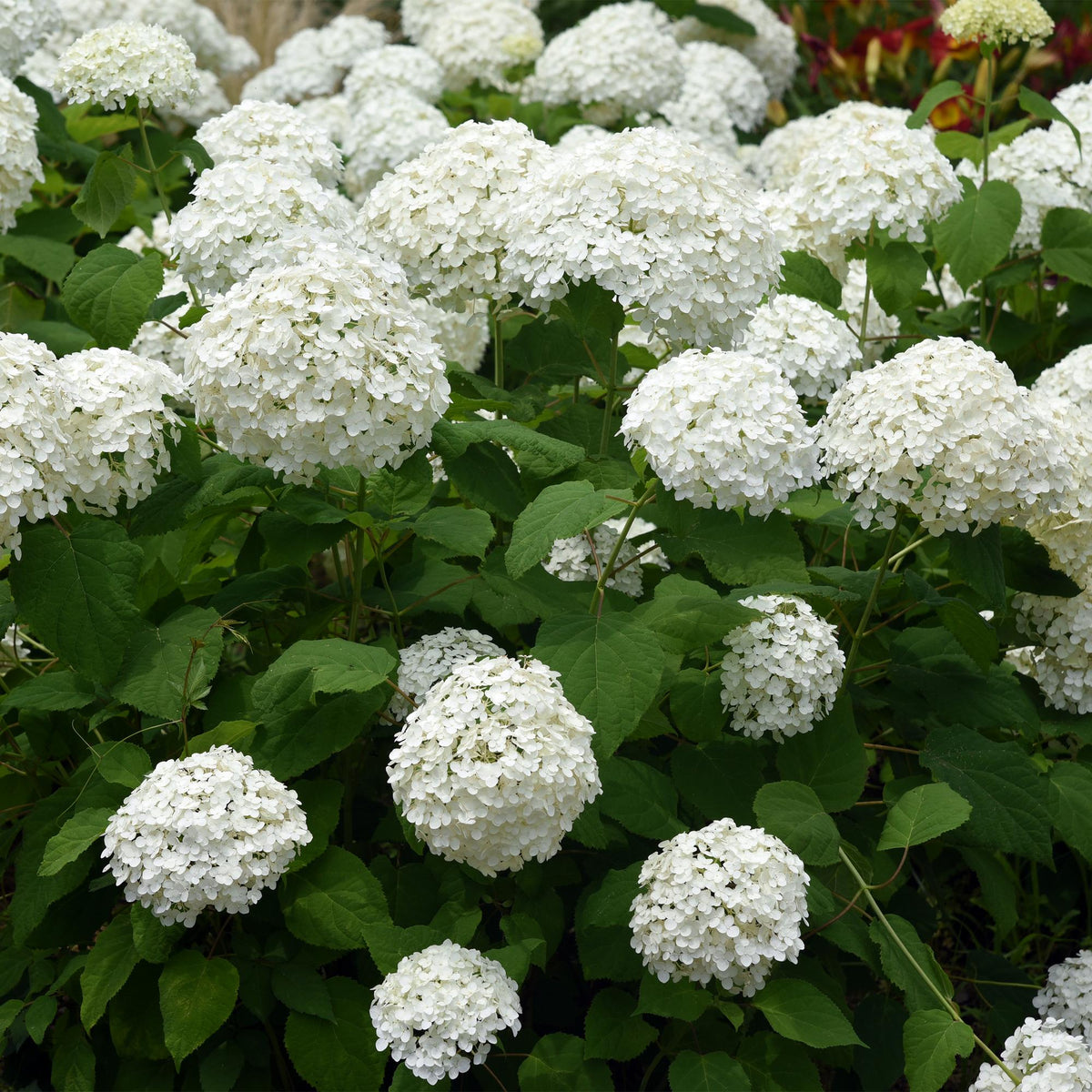 Hydrangea arborescens ‘Annabelle’ – weiße Blüten, laubabwerfend, 3 Pflanzen pro m², 17 cm Topf, 50 cm Höhe - Green Guardia - Ihr Experte für Schädlinge und Pflanzen