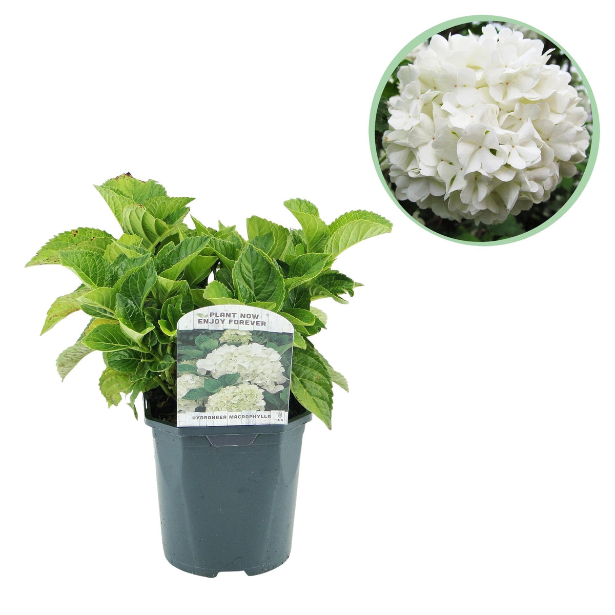 Hydrangea macrophylla – robuste Hortensie in mehreren Farben - 1 Pflanze, 17 cm Topf, 30 cm Höhe - Green Guardia - Ihr Experte für Schädlinge und Pflanzen