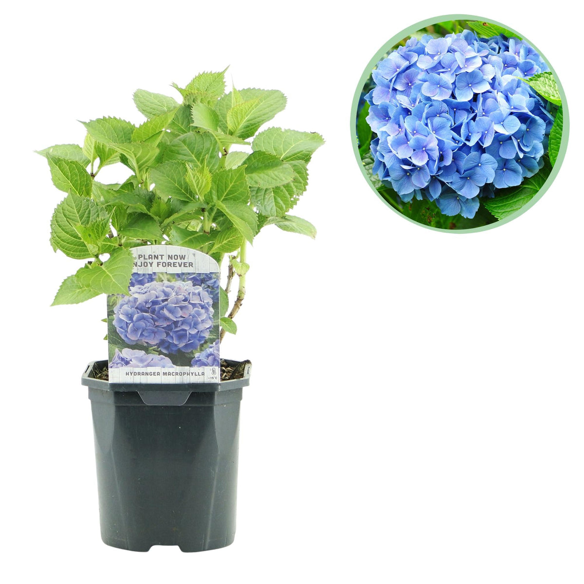 Hydrangea macrophylla – robuste Hortensie in mehreren Farben - 1 Pflanze, 17 cm Topf, 30 cm Höhe - Green Guardia - Ihr Experte für Schädlinge und Pflanzen