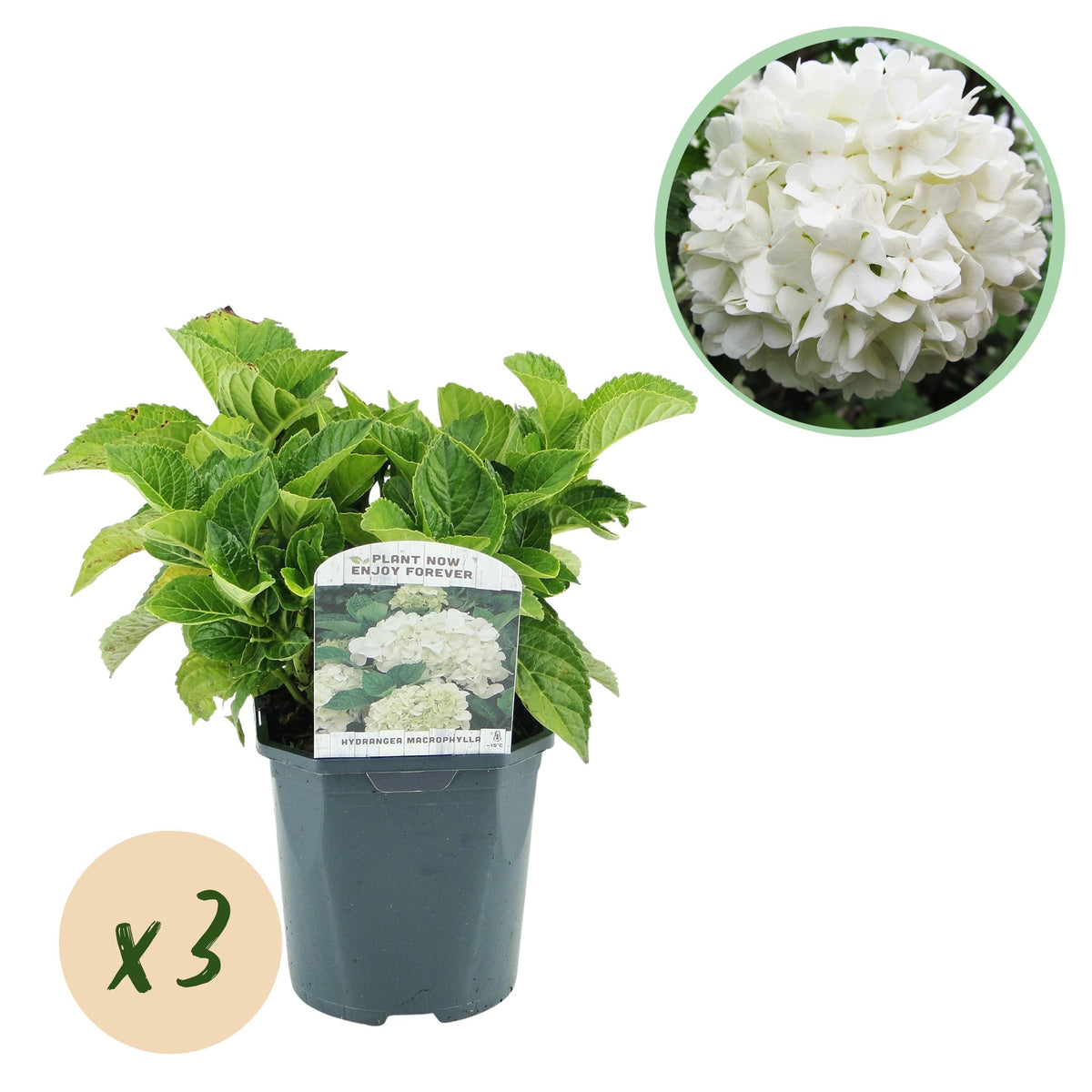 Hydrangea macrophylla – robuste Hortensie in mehreren Farben - 3 Pflanzen, 17 cm Topf, 30 cm Höhe (Kopie) - Green Guardia - Ihr Experte für Schädlinge und Pflanzen
