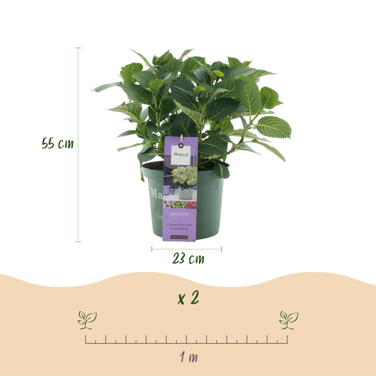Hydrangea ‘Magical Jewel’ Blue – Hortensie, 6–10 Blüten – 23cm Topf, 55cm hoch - Green Guardia - Ihr Experte für Schädlinge und Pflanzen