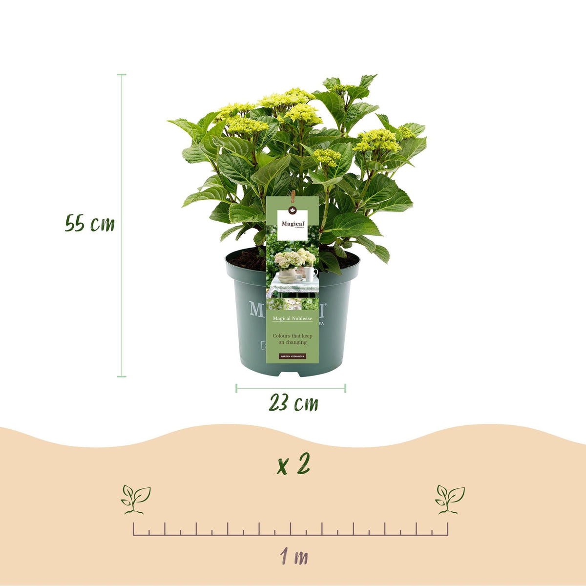 Hydrangea ‘Magical Nobless’ – weiße Hortensie, 23 cm Topf, 55 cm hoch - Green Guardia - Ihr Experte für Schädlinge und Pflanzen
