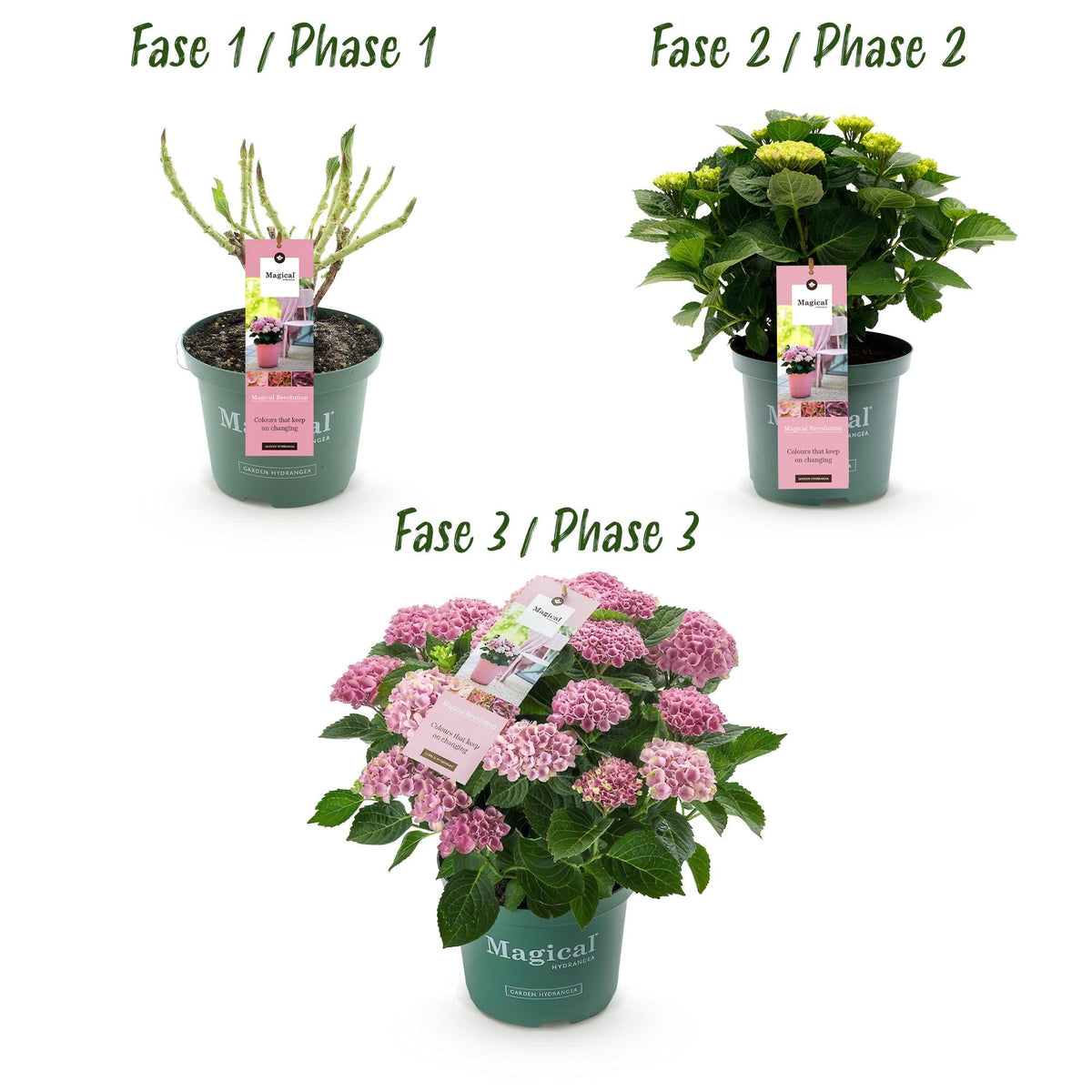 Hydrangea ‘Magical Revolution’ Pink – Hortensie, 6–10 Blüten – 23 cm Topf, 55 cm hoch - Green Guardia - Ihr Experte für Schädlinge und Pflanzen
