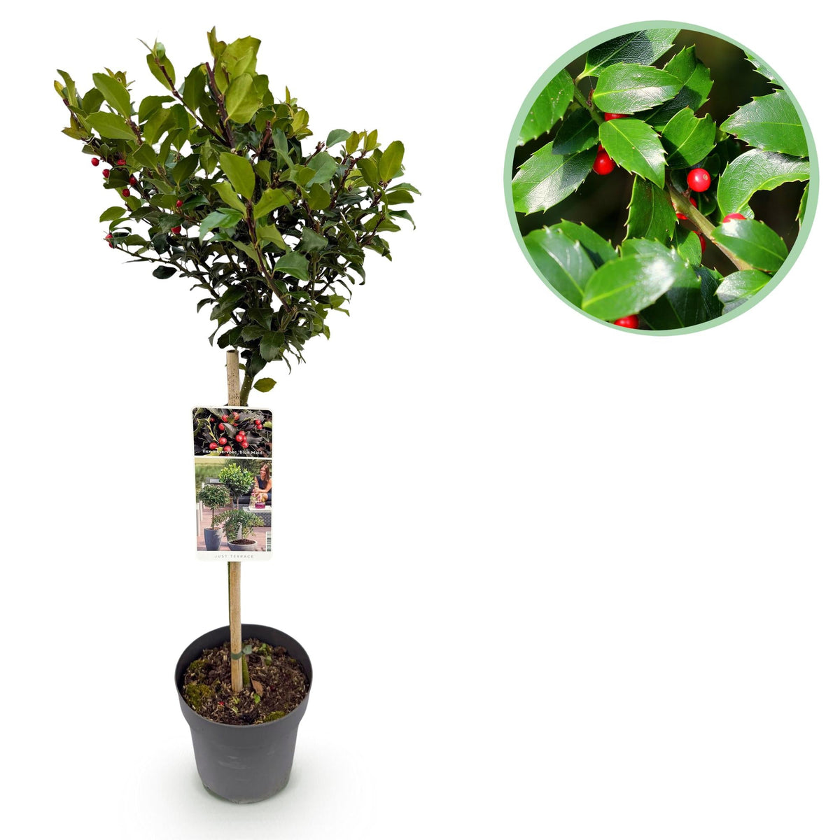 Ilex meserveae ‘Blue Maid’ – Terrassenpflanze – immergrün & winterhart – rote Beeren – 19 cm Topf, ca. 90 cm hoch - Green Guardia - Ihr Experte für Schädlinge und Pflanzen