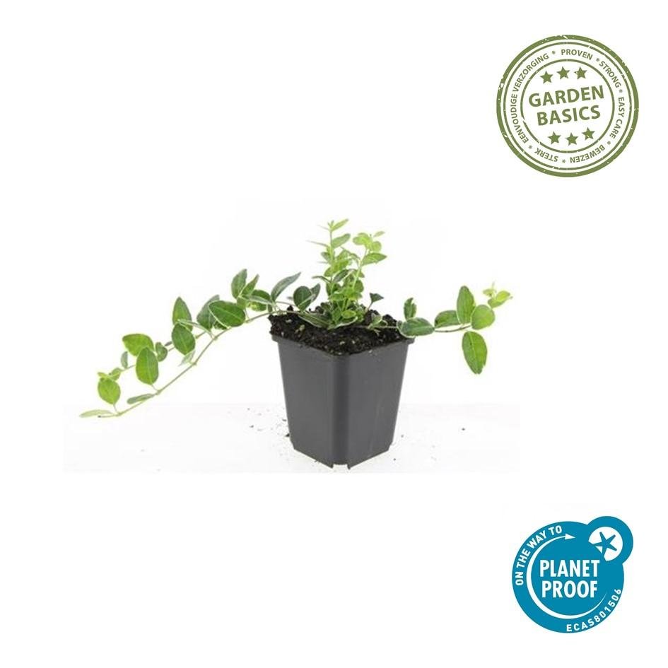 Immergrün ‘Argenteovariegata’ – buntlaubige Sorte, 9 cm Topf, 10–25 cm - Green Guardia - Ihr Experte für Schädlinge und Pflanzen
