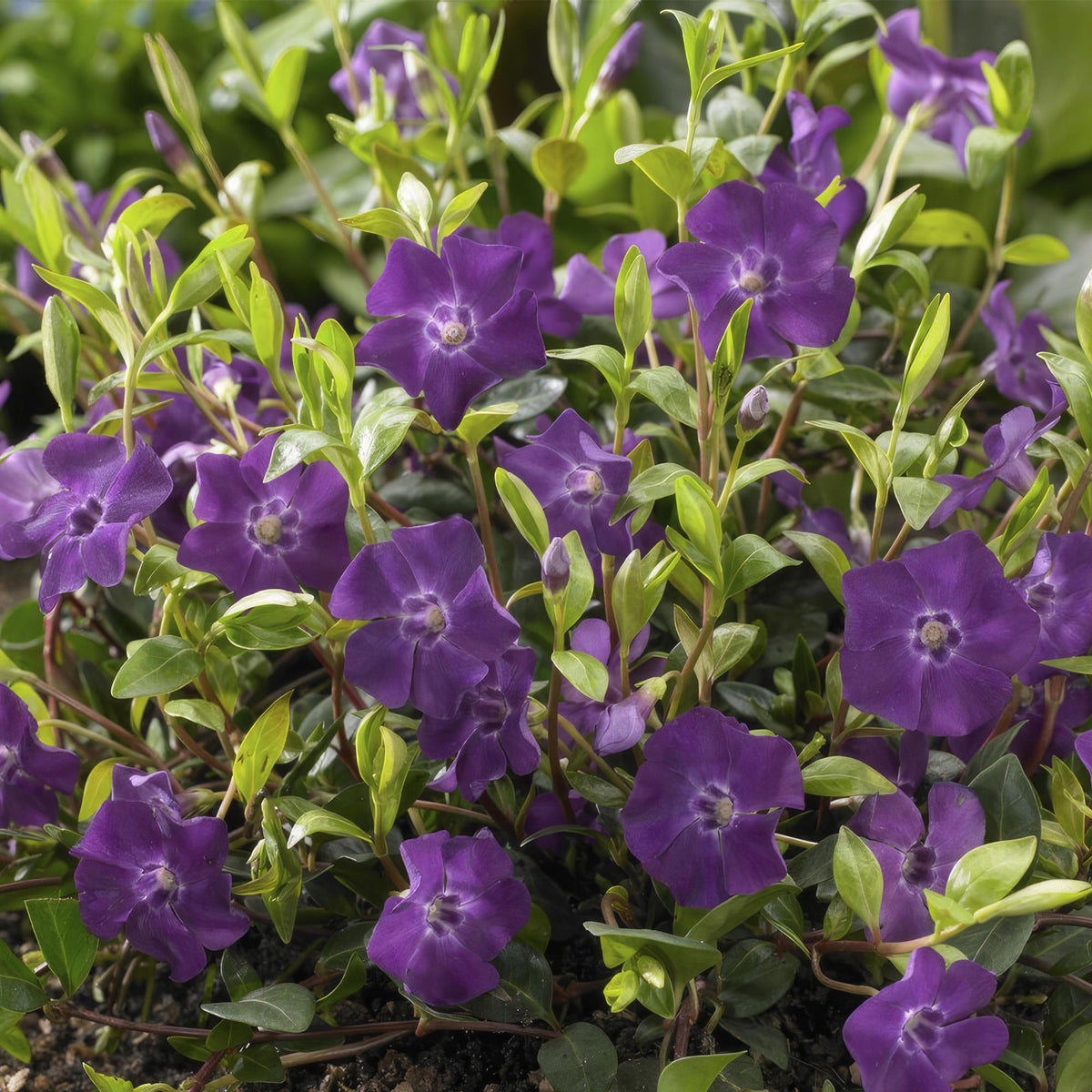 Immergrün ‘Atropurpurea’ – robust & winterhart, 9 cm Topf, 10–25 cm Höhe - Green Guardia - Ihr Experte für Schädlinge und Pflanzen