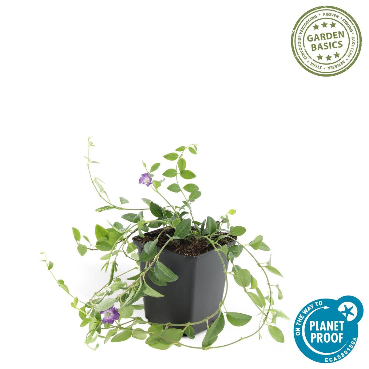 Immergrün ‘Atropurpurea’ – robust & winterhart, 9 cm Topf, 10–25 cm Höhe - Green Guardia - Ihr Experte für Schädlinge und Pflanzen