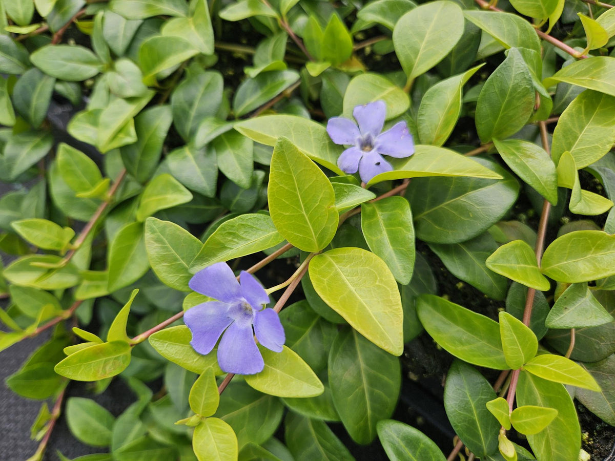 Immergrün ‘La Grave’ (Vinca minor) – 9 cm Topf, 10–25 cm Höhe - Green Guardia - Ihr Experte für Schädlinge und Pflanzen