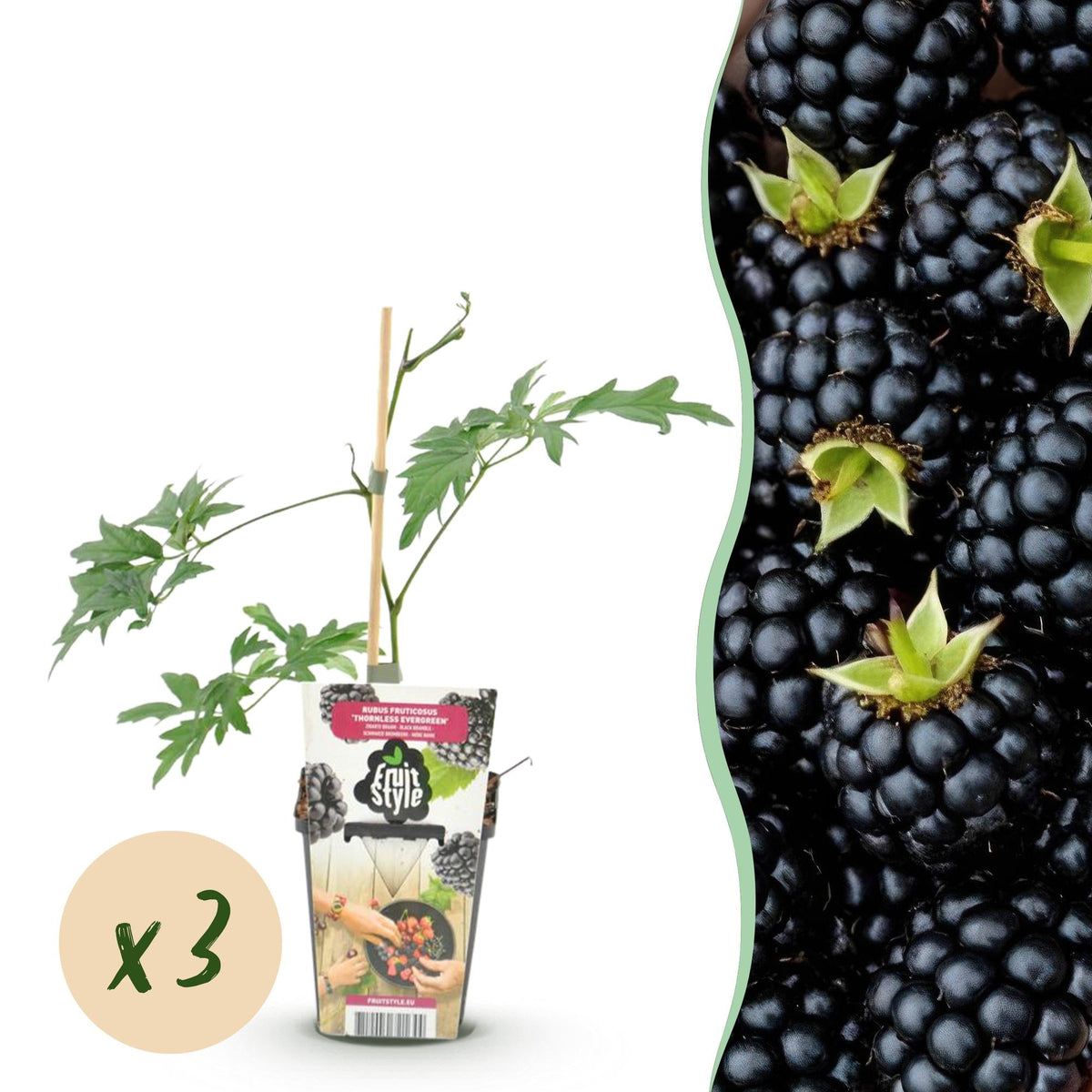 Immergrüne Brombeere – Rubus ‘Thornless Evergreen’ – frosthart – schwarze Brombeeren – 3 - 6 Pflanzen – 9 cm Topf - Green Guardia - Ihr Experte für Schädlinge und Pflanzen