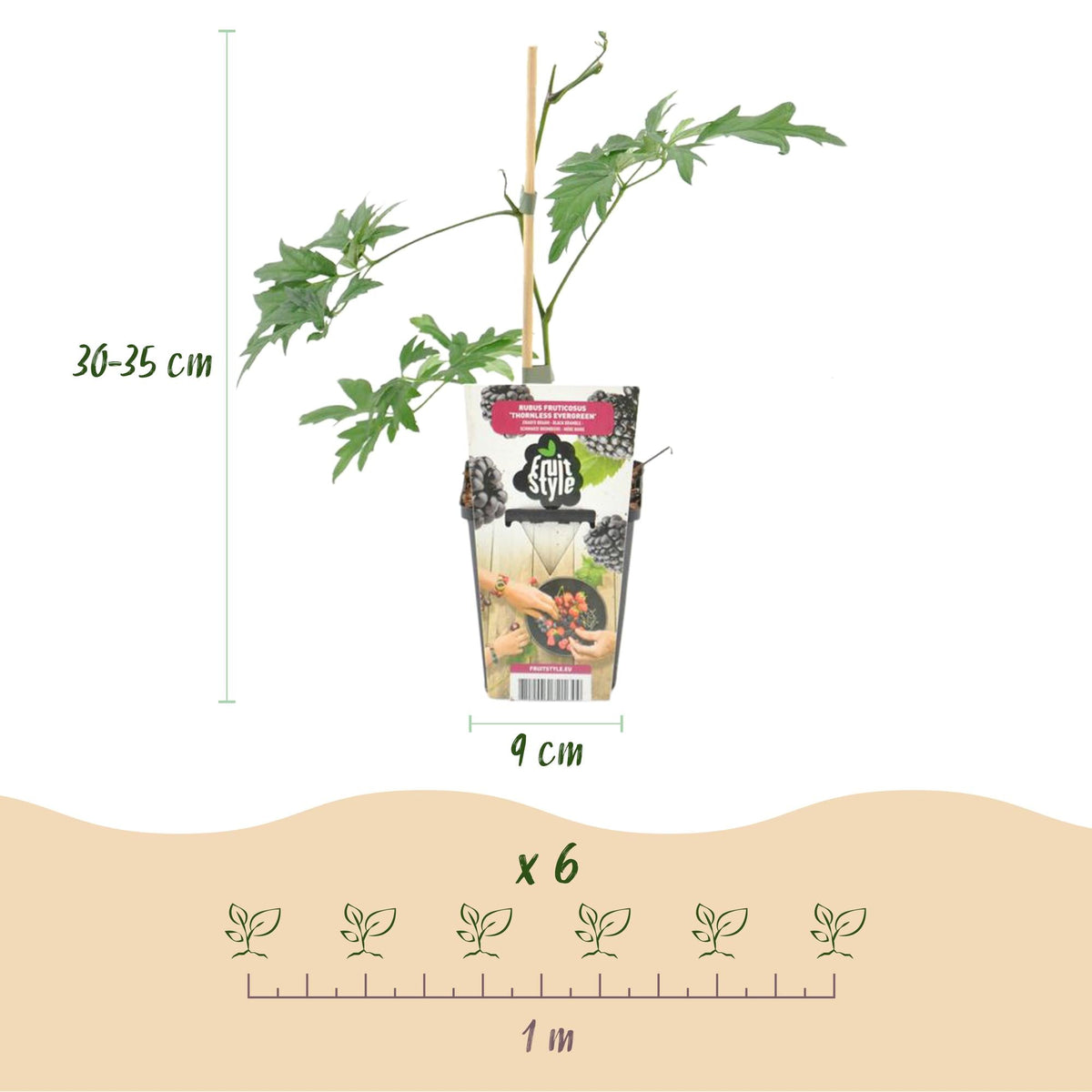 Immergrüne Brombeere – Rubus ‘Thornless Evergreen’ – frosthart – schwarze Brombeeren – 3 - 6 Pflanzen – 9 cm Topf - Green Guardia - Ihr Experte für Schädlinge und Pflanzen