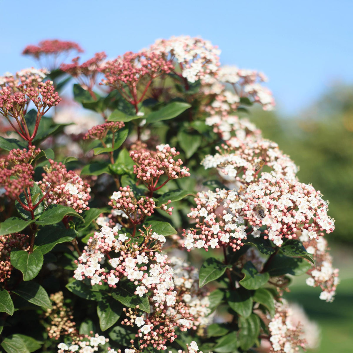 Immergrüne Stamm - Pflanze Viburnum tinus – weiß - rosa Blüte – Topf 19 cm, Höhe 90 cm - Green Guardia - Ihr Experte für Schädlinge und Pflanzen