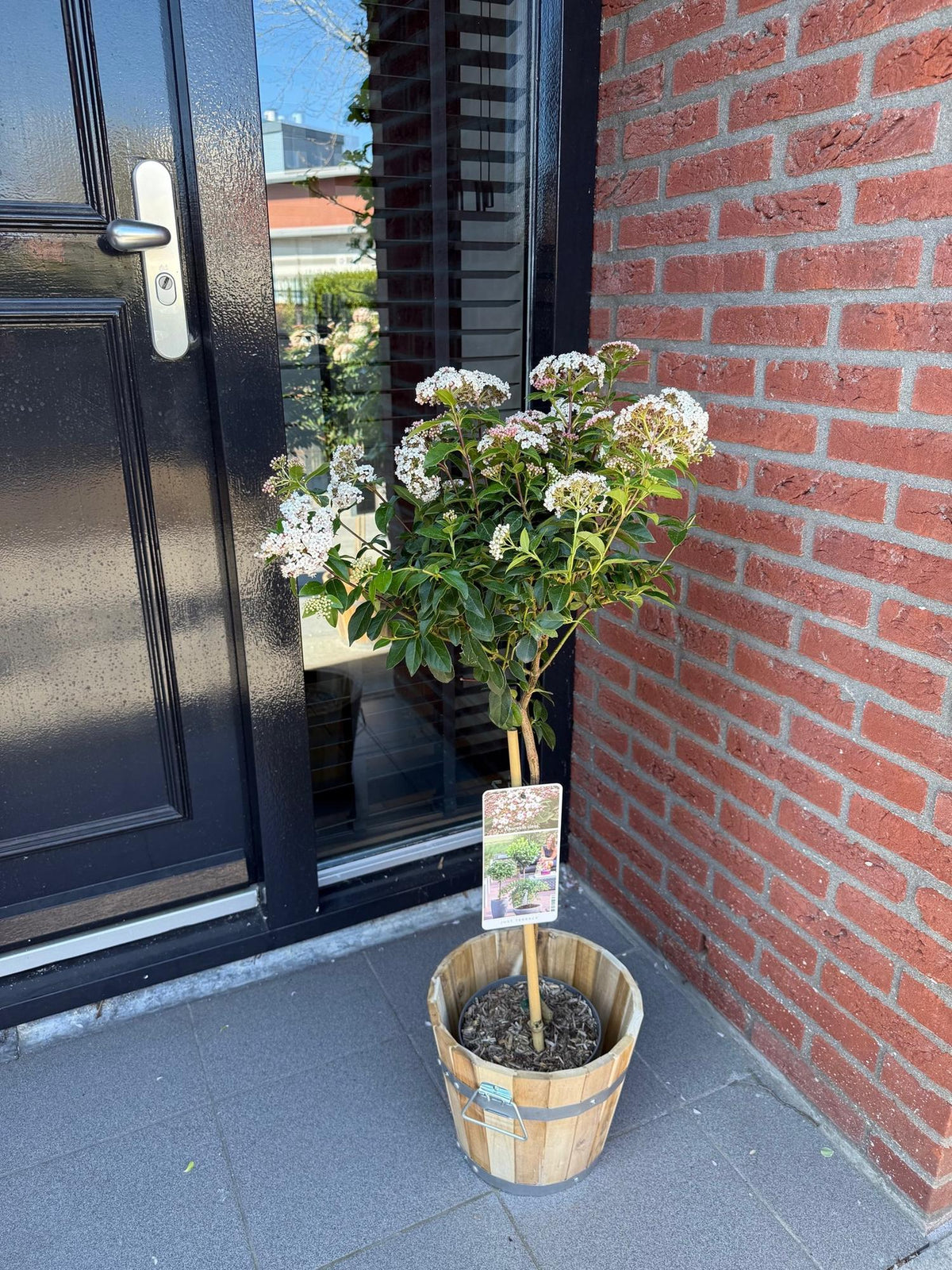 Immergrüne Stamm - Pflanze Viburnum tinus – weiß - rosa Blüte – Topf 19 cm, Höhe 90 cm - Green Guardia - Ihr Experte für Schädlinge und Pflanzen