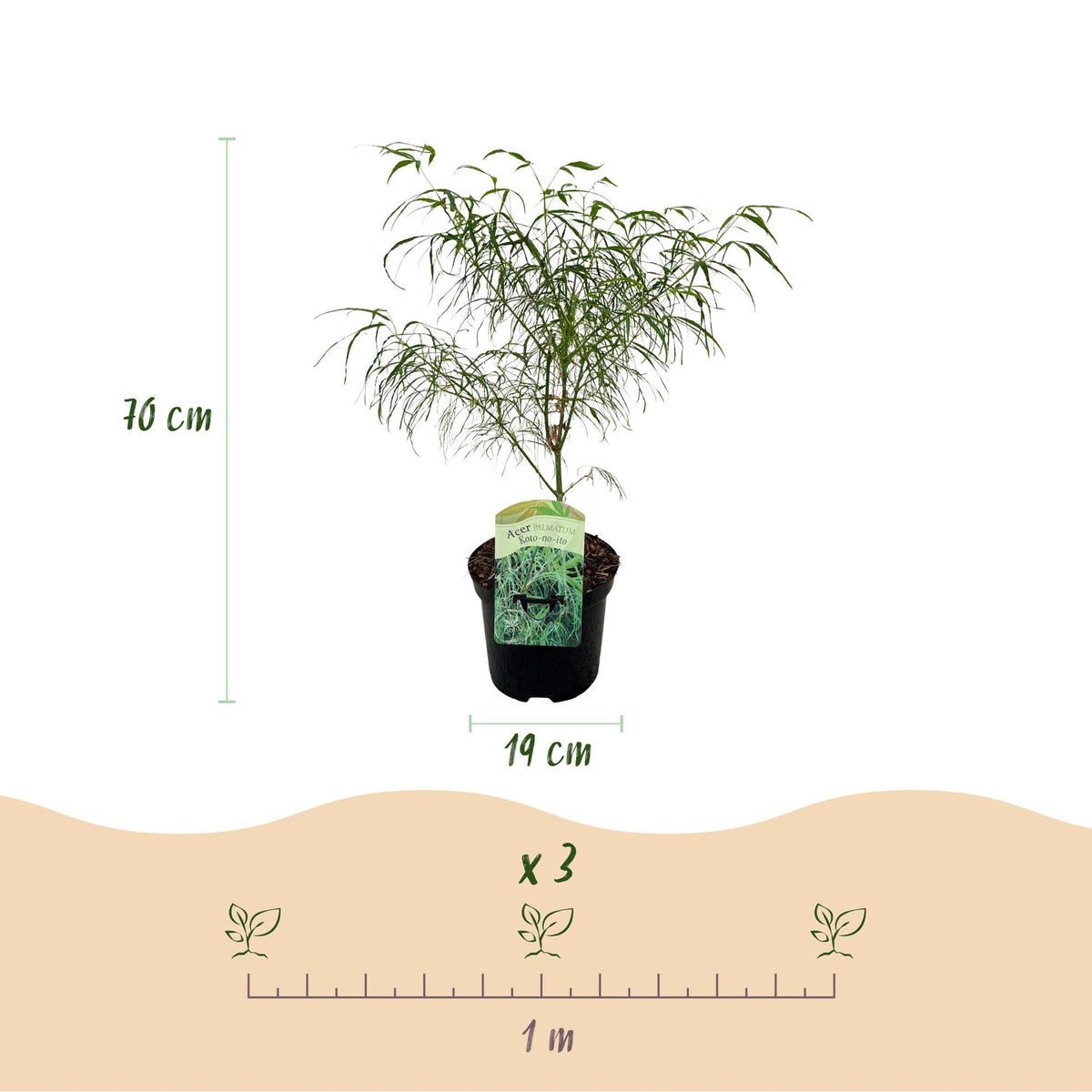 Japanischer Ahorn ‘Koto - no - ito’ – Ziergehölz für Balkon und Garten, 19 cm Topf, 70 cm - Green Guardia - Ihr Experte für Schädlinge und Pflanzen