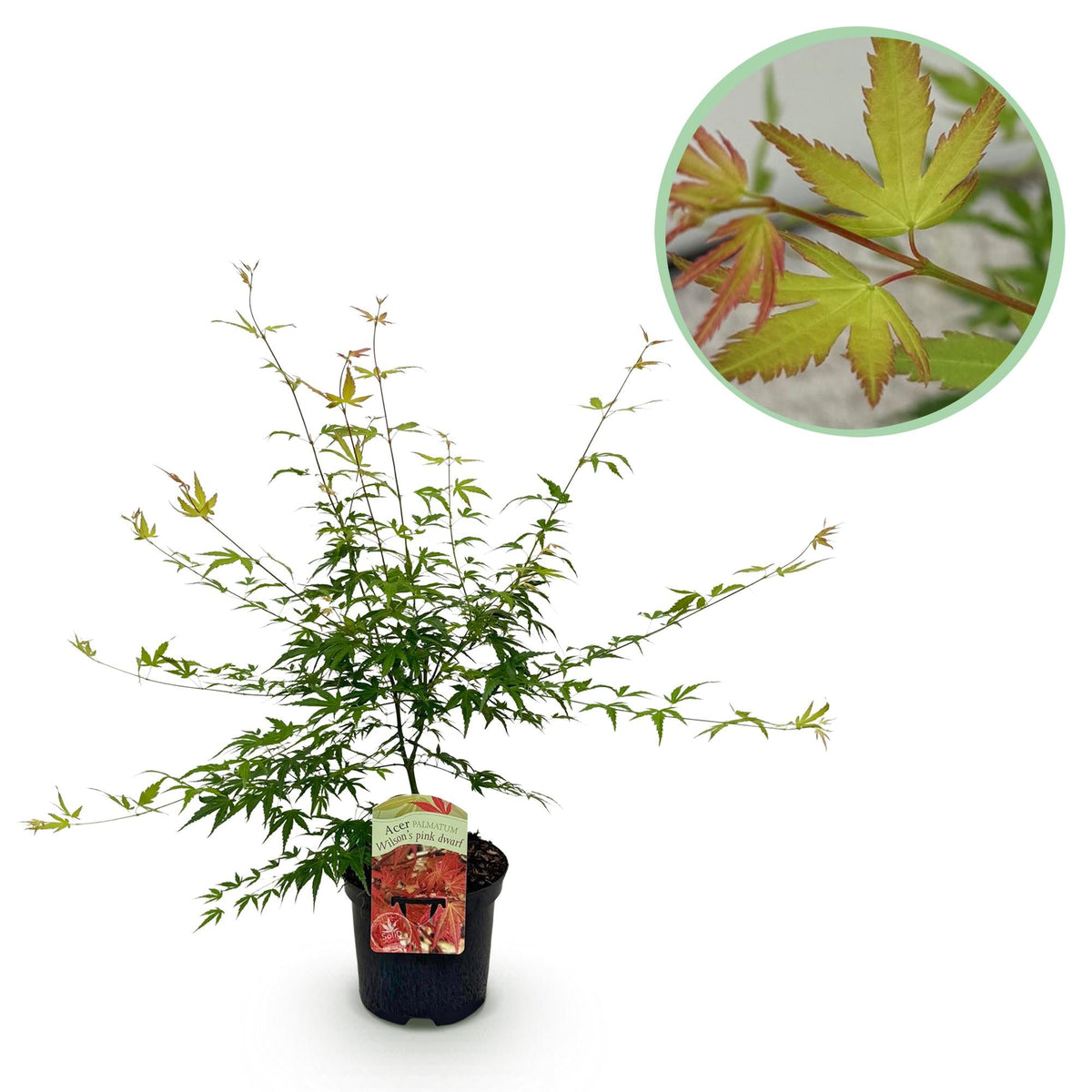 Japanischer Ahorn ‘Pink Dwarf’ – laubabwerfend, rosa Färbung, 19 cm Topf, 70 cm hoch - Green Guardia - Ihr Experte für Schädlinge und Pflanzen