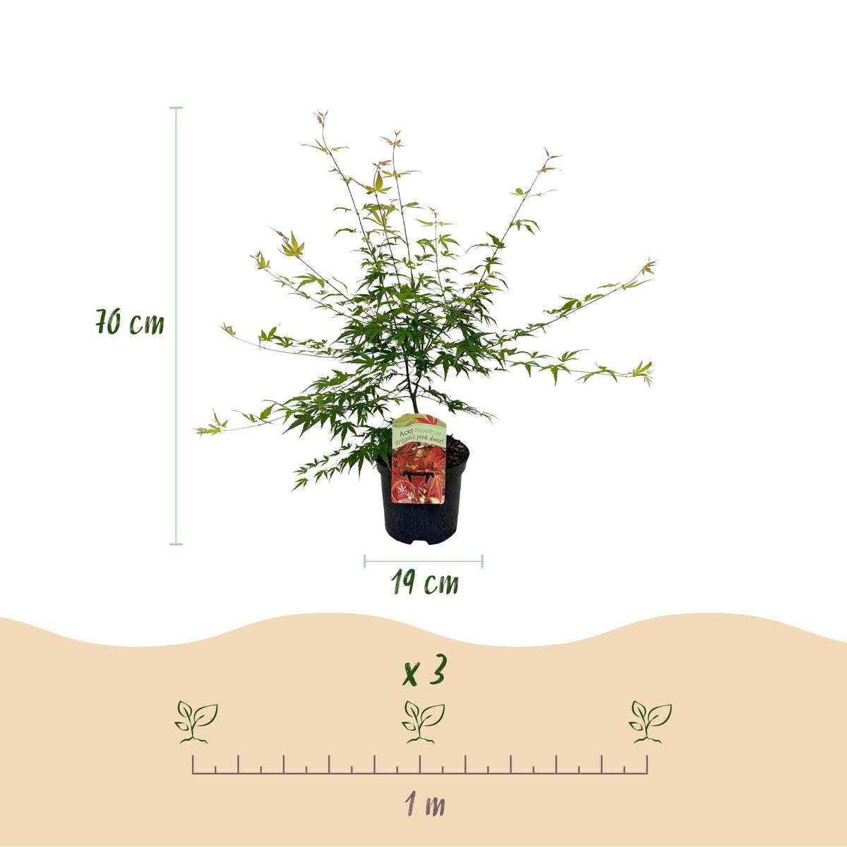 Japanischer Ahorn ‘Pink Dwarf’ – laubabwerfend, rosa Färbung, 19 cm Topf, 70 cm hoch - Green Guardia - Ihr Experte für Schädlinge und Pflanzen