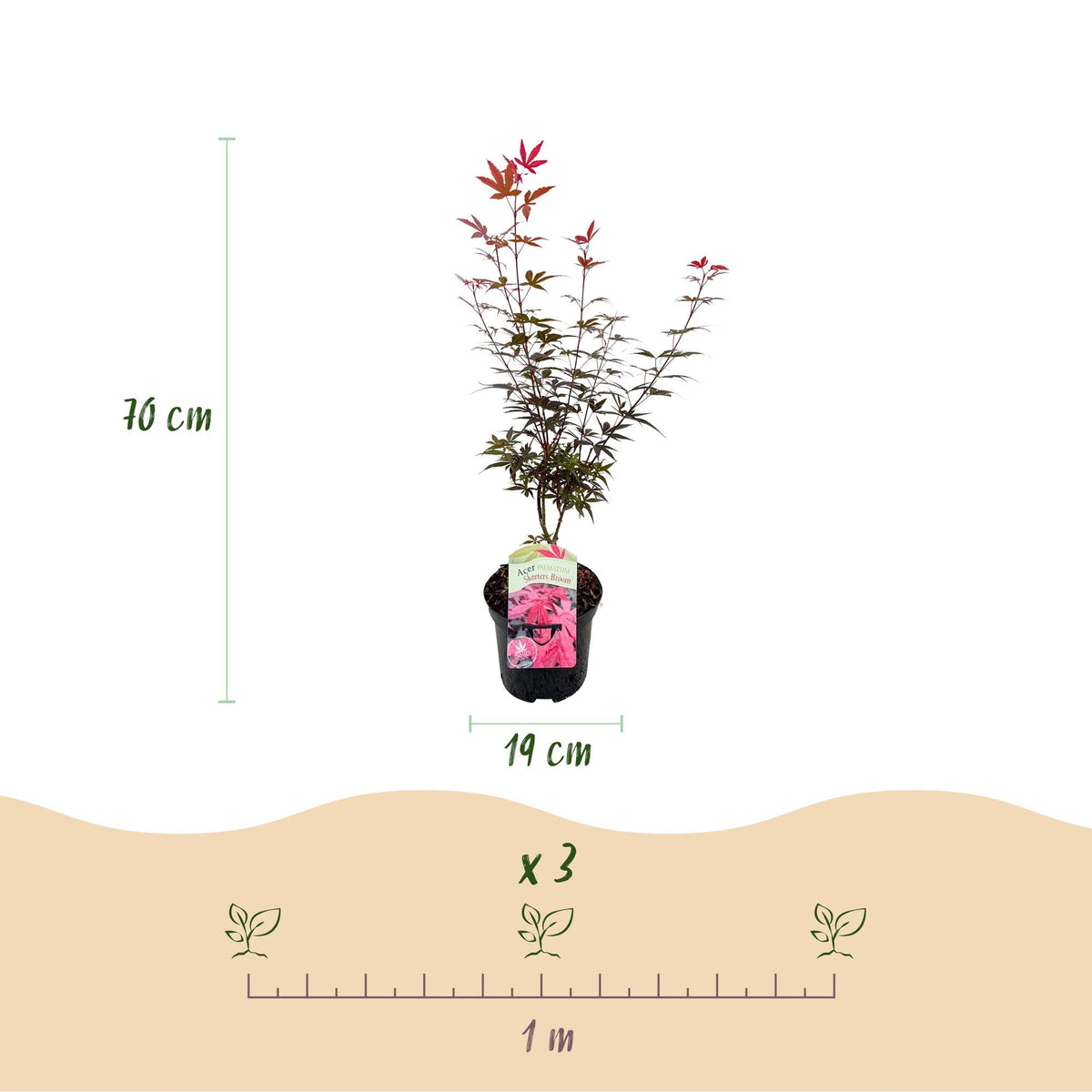 Japanischer Ahorn ‘Skeeter’s Broom’ – laubabwerfend, 19 cm Topf, 70 cm hoch - Green Guardia - Ihr Experte für Schädlinge und Pflanzen