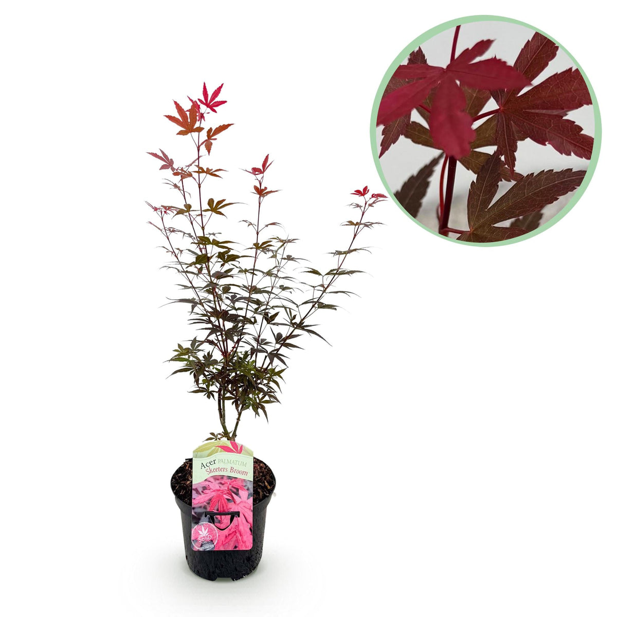 Japanischer Ahorn ‘Skeeter’s Broom’ – laubabwerfend, 19 cm Topf, 70 cm hoch - Green Guardia - Ihr Experte für Schädlinge und Pflanzen