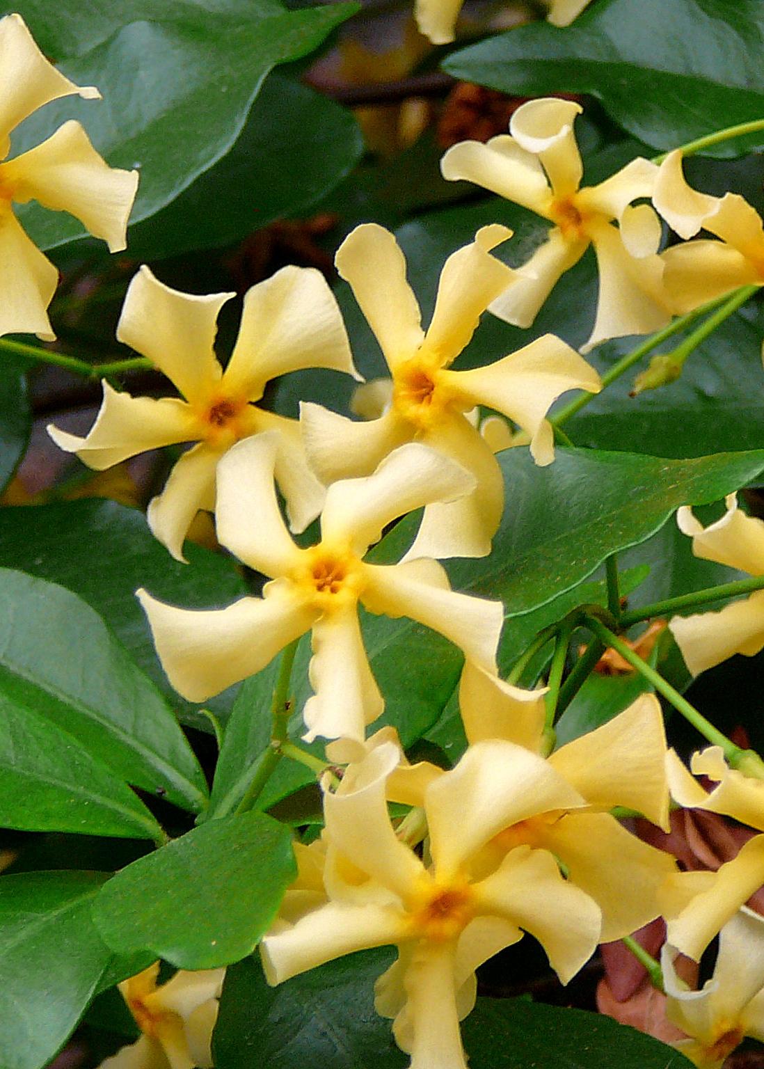 Jasmin ‘Star of Toscana’ – Trachelospermum, immergrün, 15 cm Topf, 65 cm hoch - Green Guardia - Ihr Experte für Schädlinge und Pflanzen