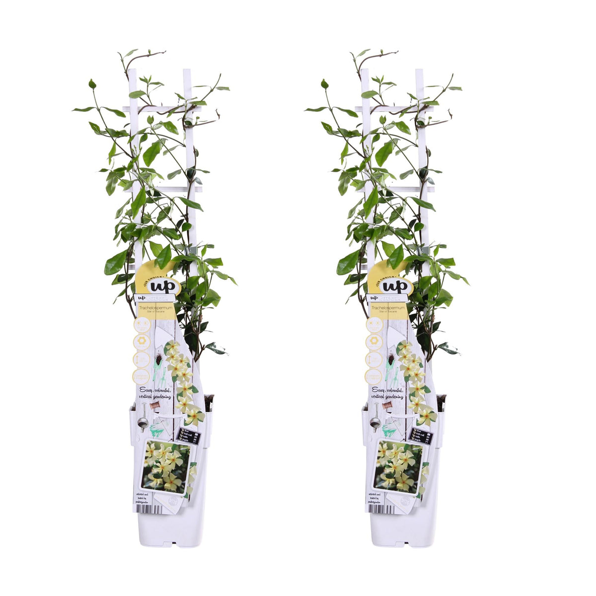 Jasmin ‘Star of Toscana’ – Trachelospermum, immergrün, 15 cm Topf, 65 cm hoch - Green Guardia - Ihr Experte für Schädlinge und Pflanzen