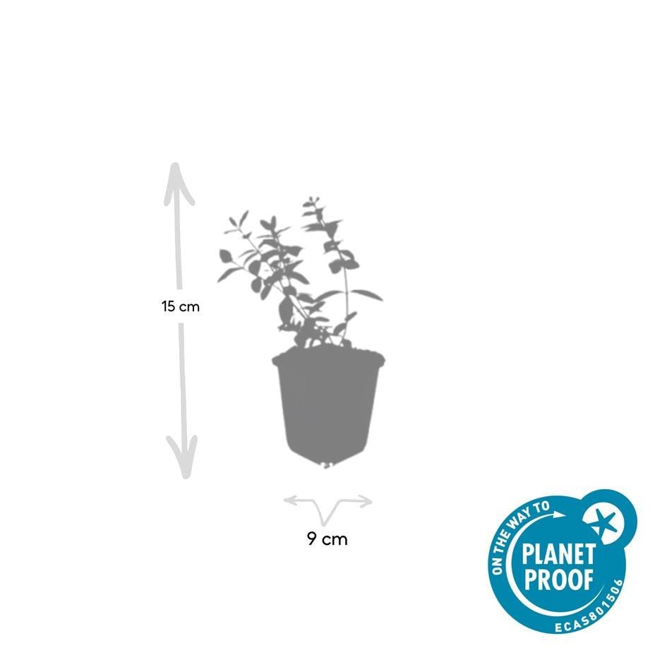 Johanniskraut ‘Peter Dummer’ – niedrig wachsend, 9 cm Topf, 10–25 cm Höhe - Green Guardia - Ihr Experte für Schädlinge und Pflanzen