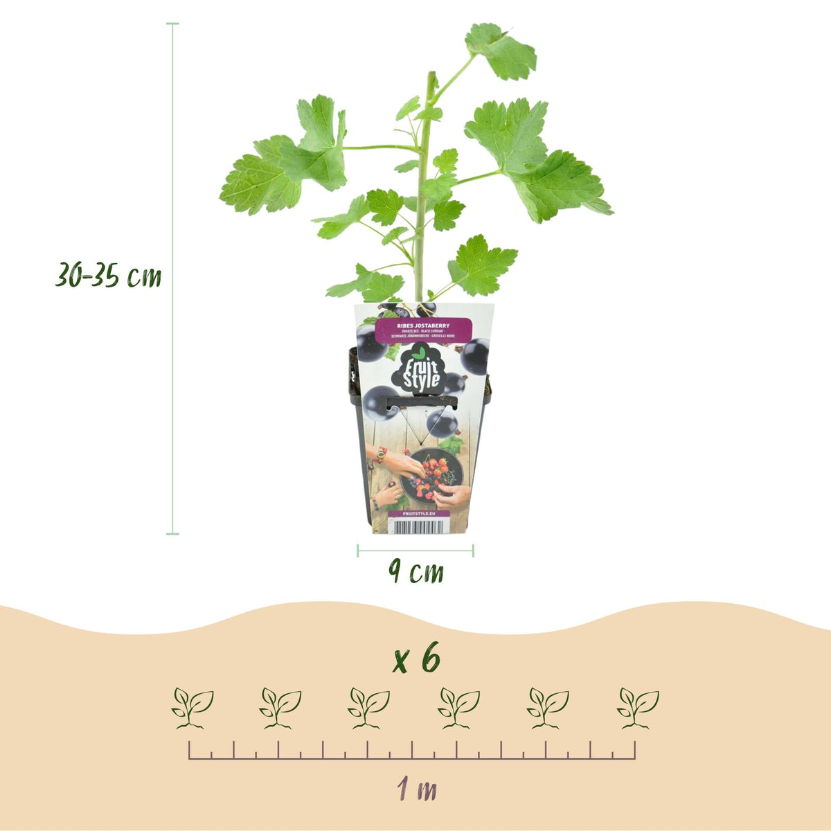 Jostabeere – Ribes ‘Jostabeere’ – winterhart – schwarze Beeren – 3 - 6 Pflanzen – 9 cm Topf - Green Guardia - Ihr Experte für Schädlinge und Pflanzen
