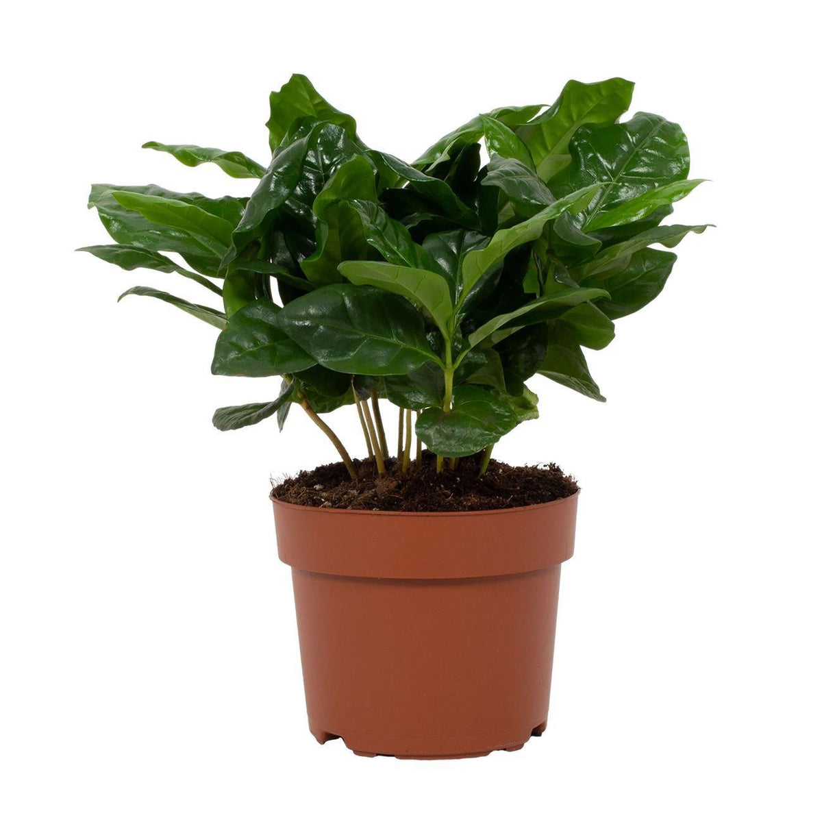 Kaffeepflanze (Coffea arabica) – 22–30 cm - Green Guardia - Ihr Experte für Schädlinge und Pflanzen