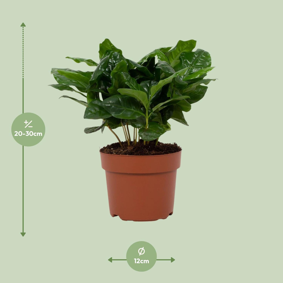 Kaffeepflanze (Coffea arabica) – 22–30 cm - Green Guardia - Ihr Experte für Schädlinge und Pflanzen