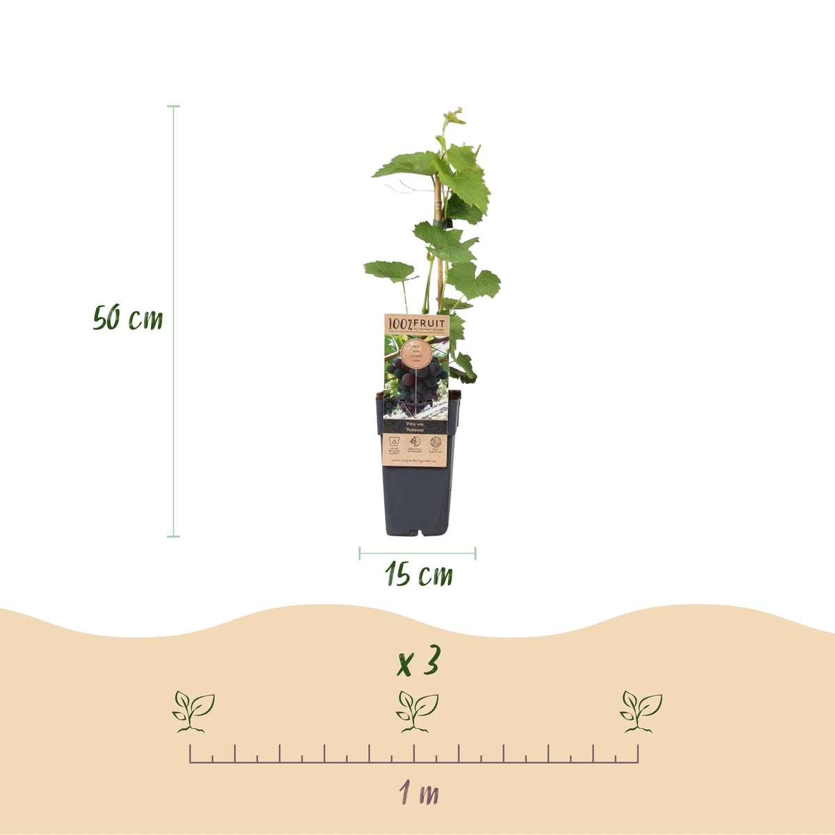 Kernlose Traube ‘Vanessa’ – Vitis vinifera, 2 Pflanzen, Topf 15 cm, Höhe 50 cm - Green Guardia - Ihr Experte für Schädlinge und Pflanzen