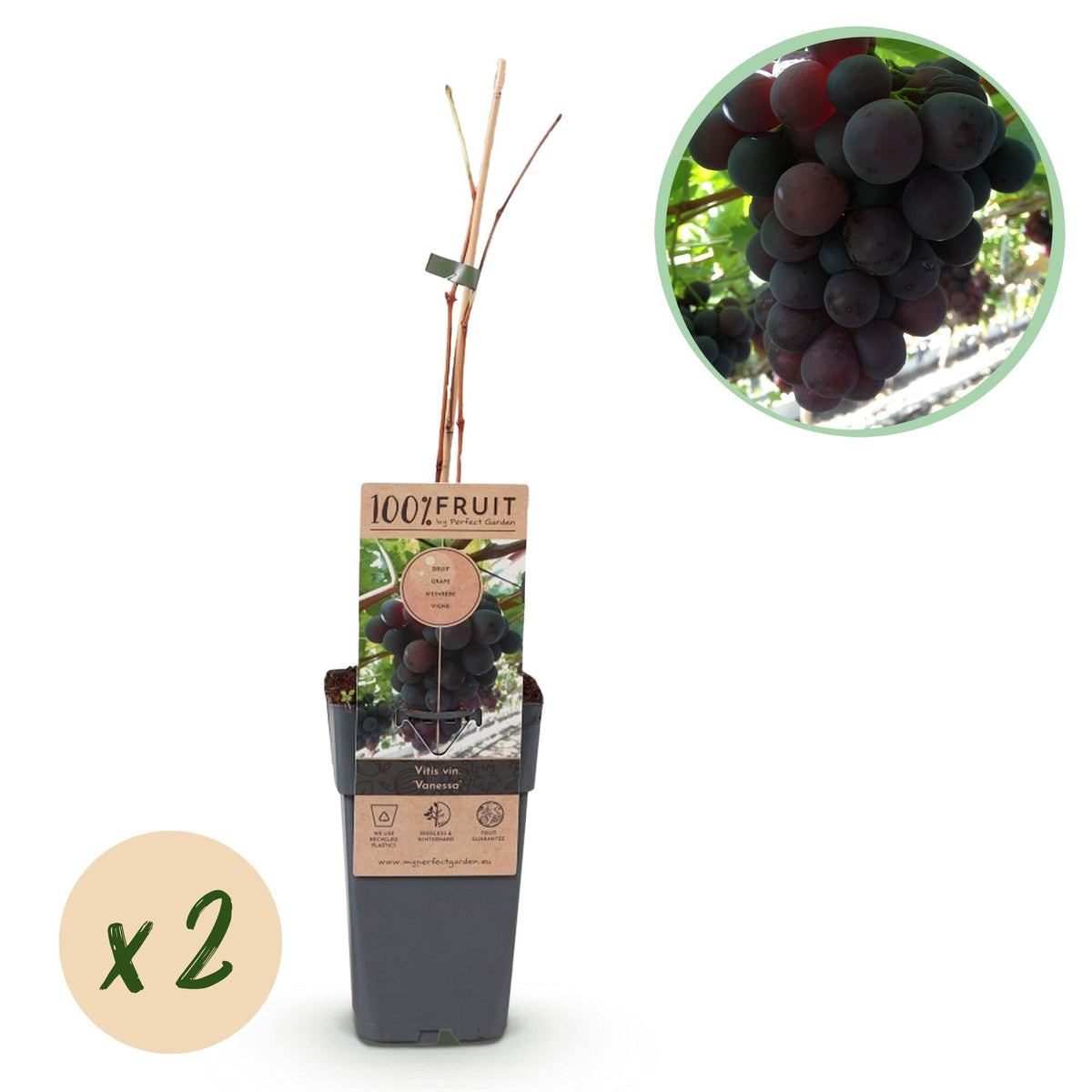 Kernlose Traube ‘Vanessa’ – Vitis vinifera, 2 Pflanzen, Topf 15 cm, Höhe 50 cm - Green Guardia - Ihr Experte für Schädlinge und Pflanzen
