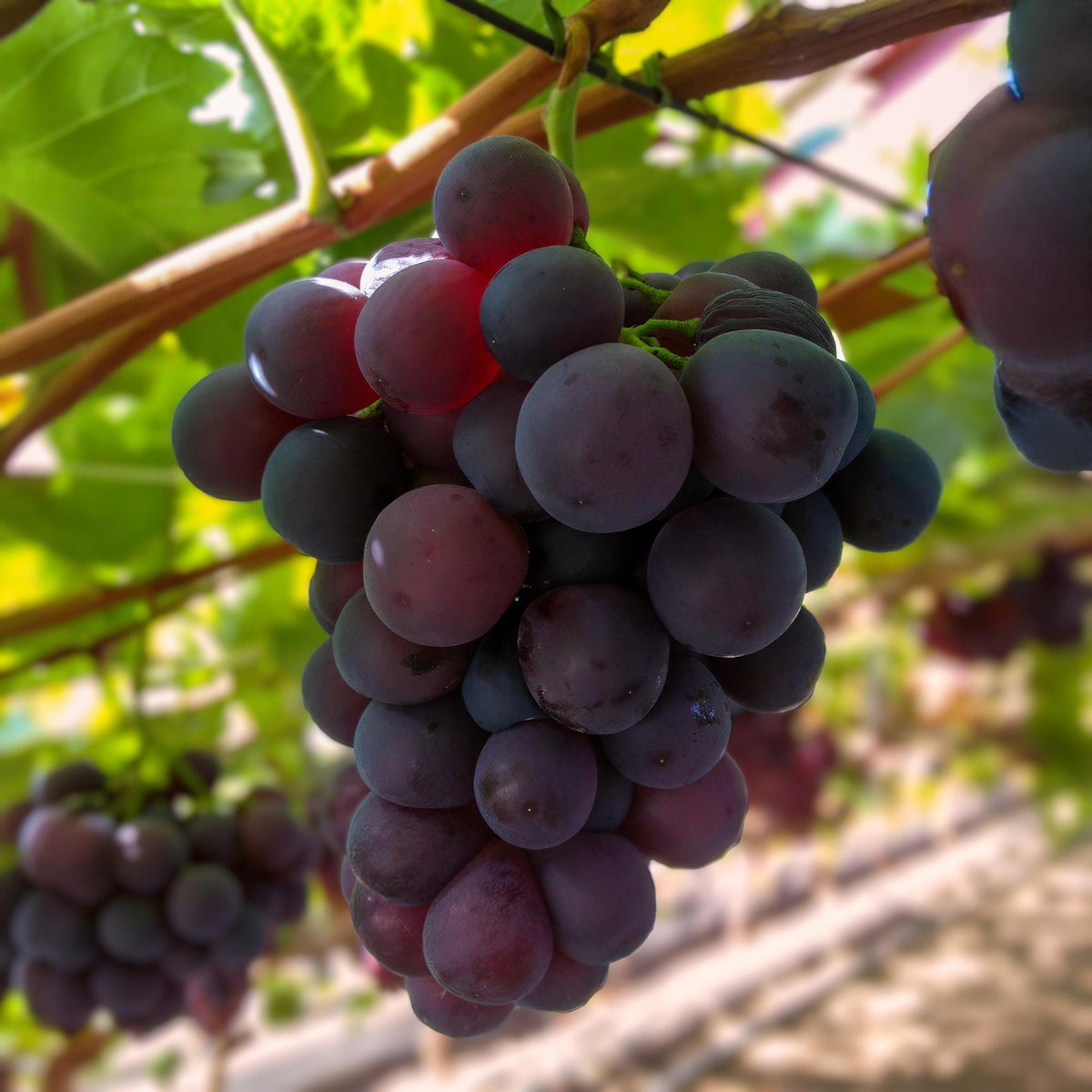 Kernlose Traube ‘Vanessa’ – Vitis vinifera, 2 Pflanzen, Topf 15 cm, Höhe 50 cm - Green Guardia - Ihr Experte für Schädlinge und Pflanzen
