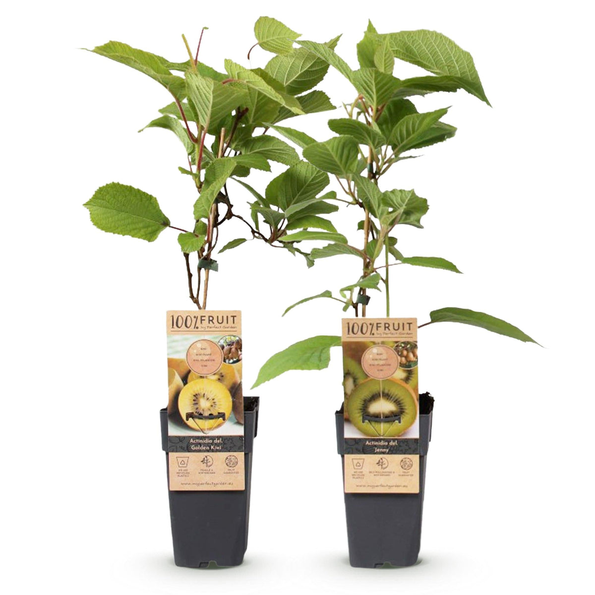 Kiwi - Pflanzen Set – Grüne ‘Jenny’ & Goldene Kiwi, 2er - Set im 15 cm Topf (Höhe ca. 50 cm) - Green Guardia - Ihr Experte für Schädlinge und Pflanzen