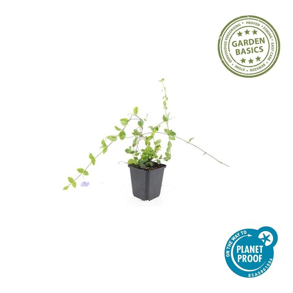 Kleines Immergrün ‘Blue and Gold’ (Vinca minor) – Ø9 cm, 10–25 cm Höhe - Green Guardia - Ihr Experte für Schädlinge und Pflanzen