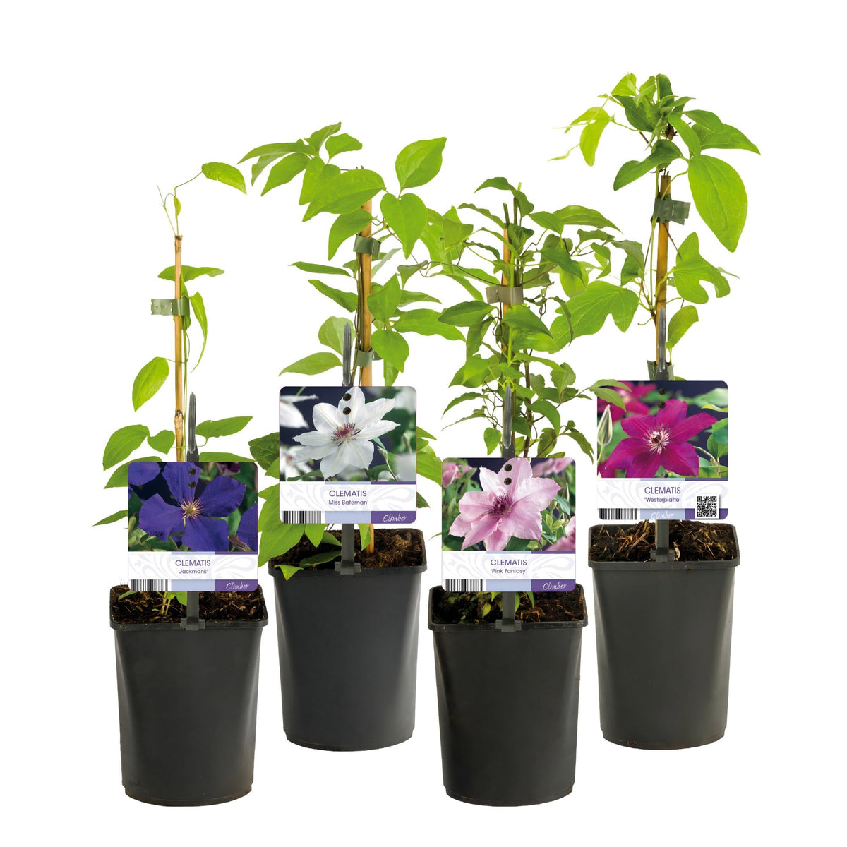 Kletterpflanze Clematis ‘Rainbow’ – mehrfarbig blühend, 4 Pflanzen, Topf 11 cm, Höhe 40 cm - Green Guardia - Ihr Experte für Schädlinge und Pflanzen