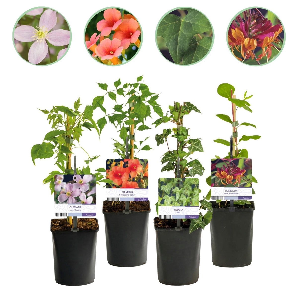 Kletterpflanzen Rainbow – 4 farbenfrohe Sorten für Garten & Terrasse, Topf 11 cm, 40 cm hoch - Green Guardia - Ihr Experte für Schädlinge und Pflanzen