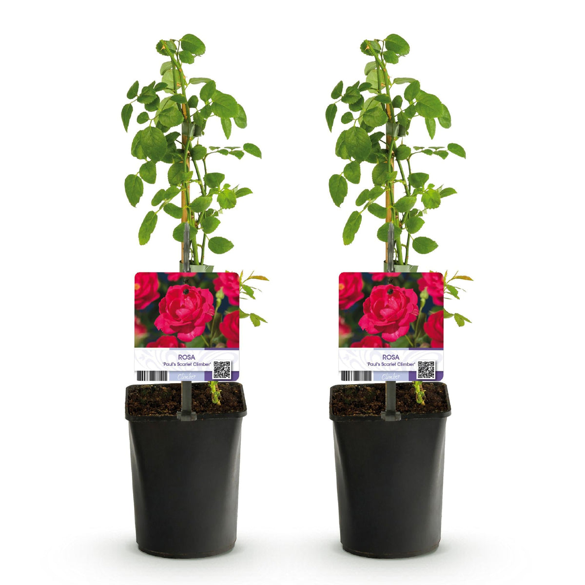 Kletterrose ‘Paul Scarlet Climber’ – robust, pflegeleicht, 2 Pflanzen, Topf 11 cm, 40 cm hoch - Green Guardia - Ihr Experte für Schädlinge und Pflanzen