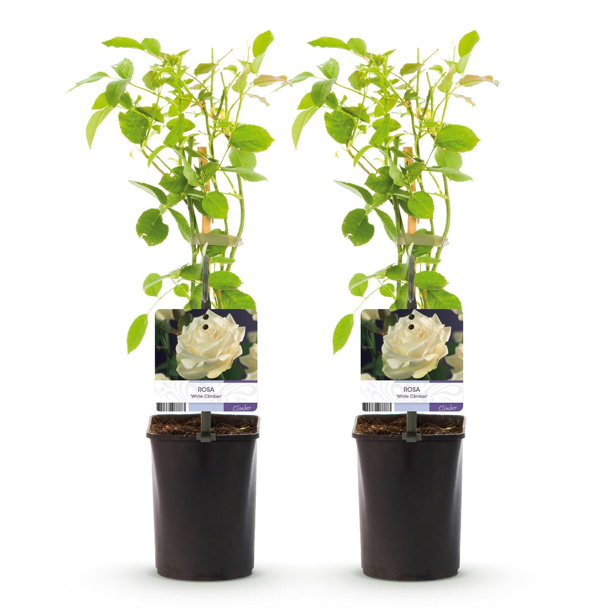 Kletterrose ‘White Climber’ – weiße Blüte, pflegeleicht, 2 Pflanzen im 11 cm Topf, 40 cm hoch - Green Guardia - Ihr Experte für Schädlinge und Pflanzen