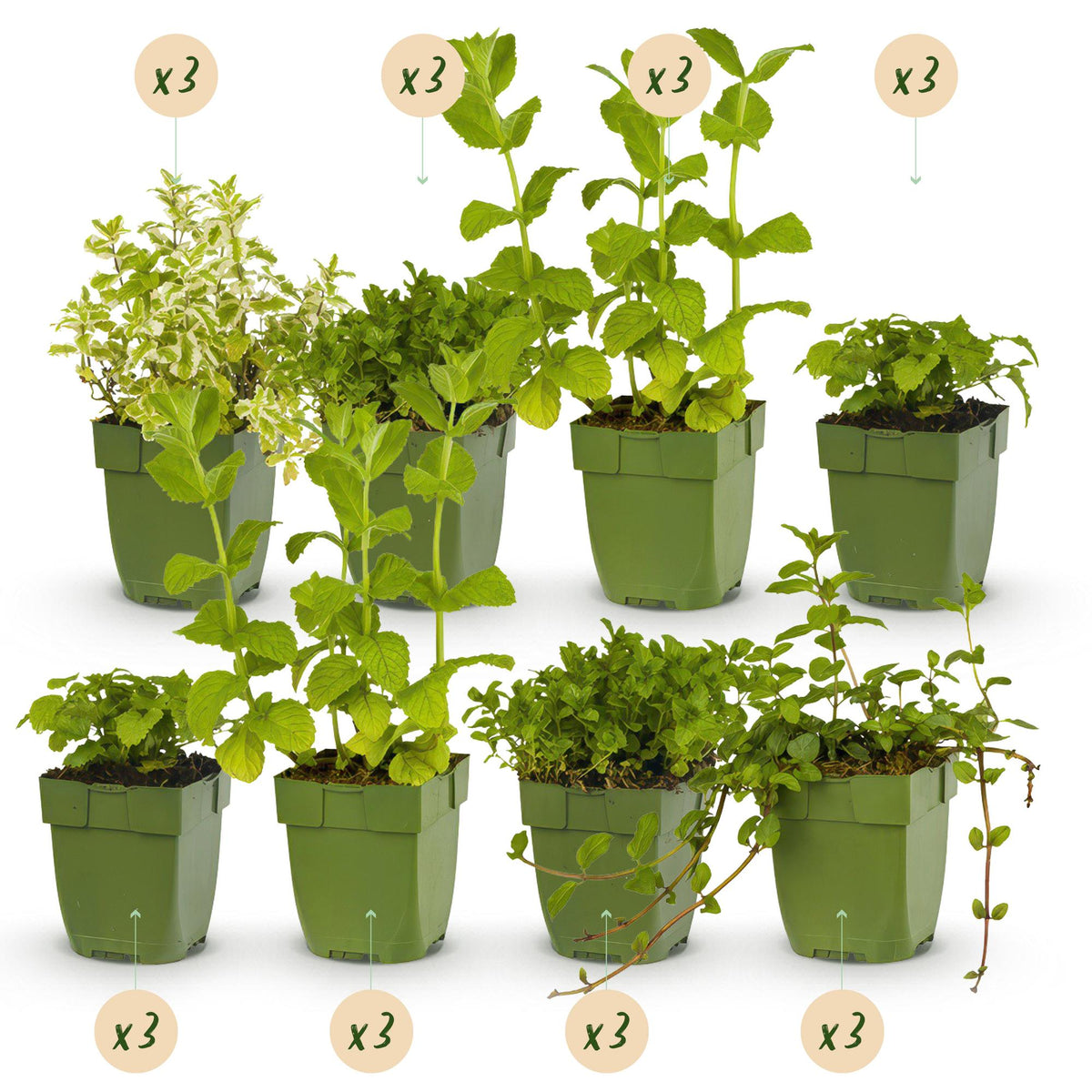 Kräuterpaket – Kräutertee – 24 Stauden – für ca. 3 m² – pflegeleicht – 11 cm Topf - Green Guardia - Ihr Experte für Schädlinge und Pflanzen
