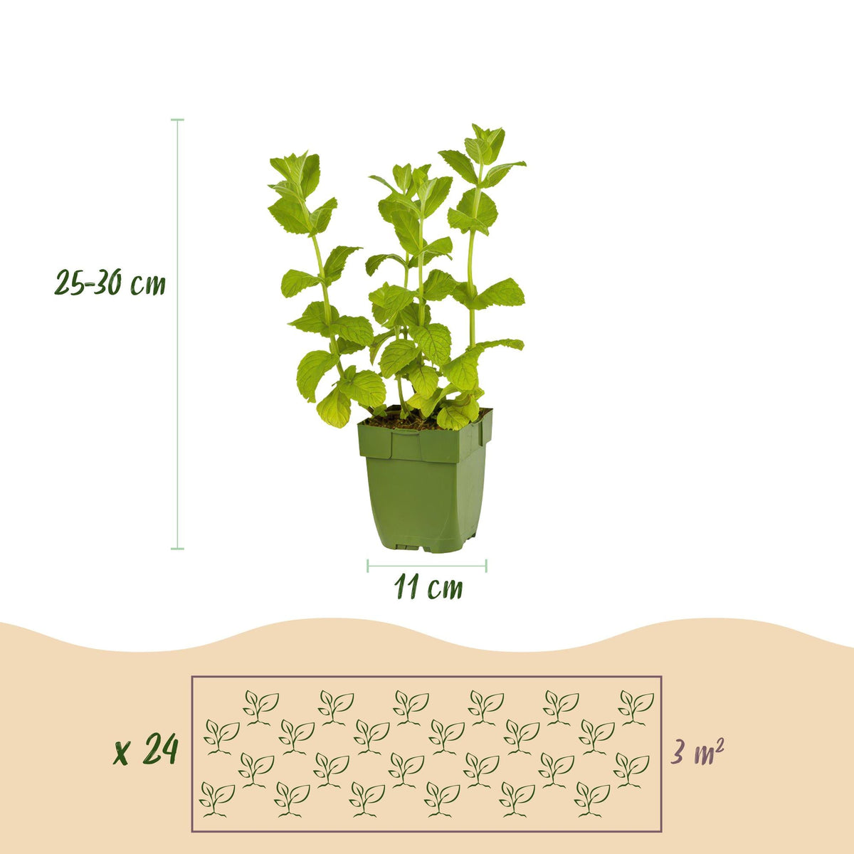 Kräuterpaket – Kräutertee – 24 Stauden – für ca. 3 m² – pflegeleicht – 11 cm Topf - Green Guardia - Ihr Experte für Schädlinge und Pflanzen