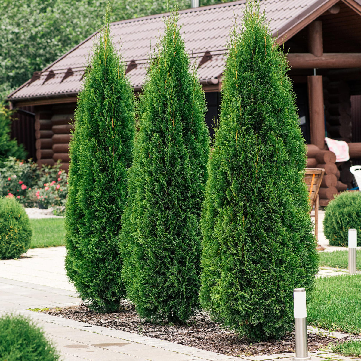 Lebensbaum ‘Smaragd’ (Thuja occidentalis) – 8 Pflanzen für 1 m Hecke, 30–35 cm Höhe, 9 - cm - Topf - Green Guardia - Ihr Experte für Schädlinge und Pflanzen