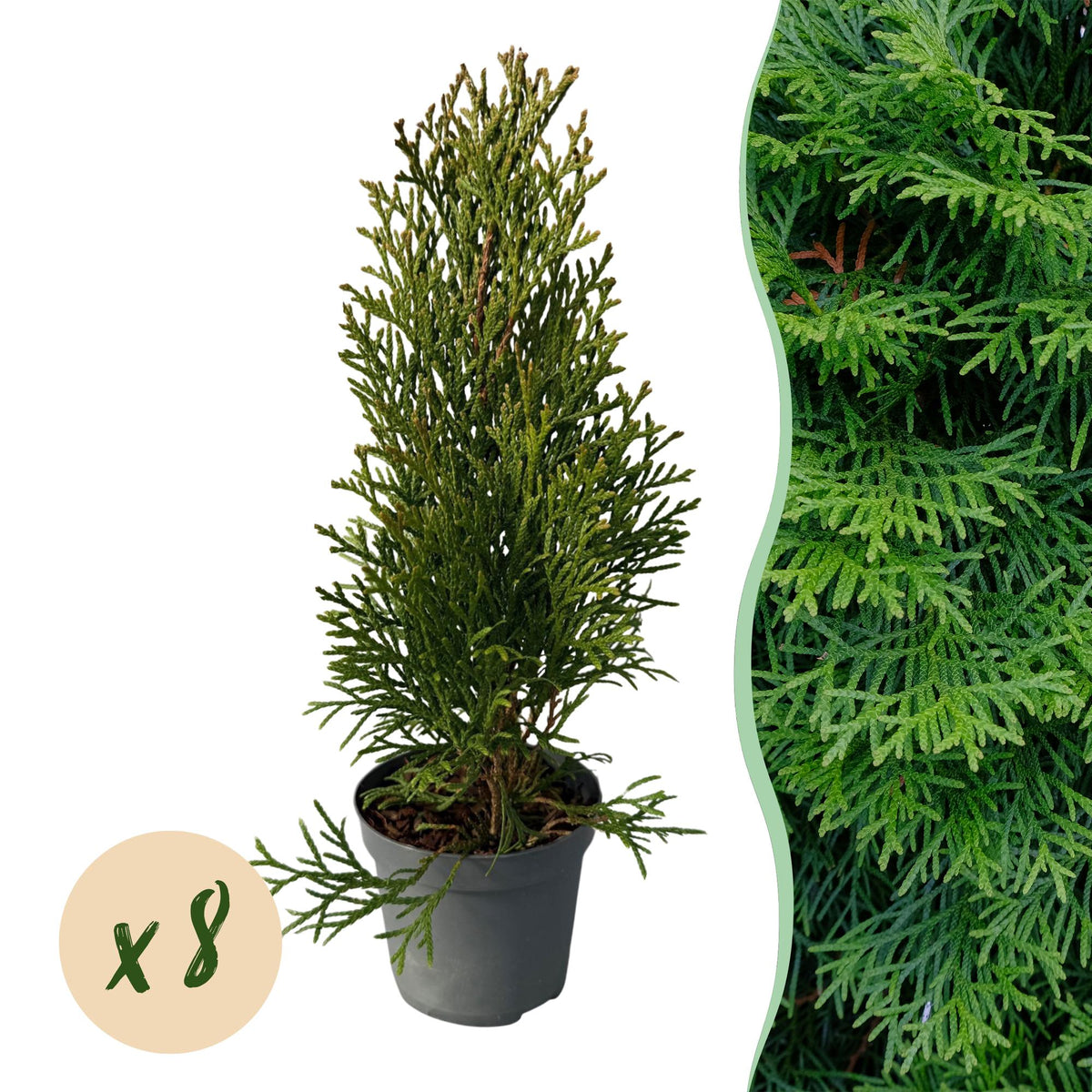 Lebensbaum ‘Smaragd’ (Thuja occidentalis) – 8 Pflanzen für 1 m Hecke, 30–35 cm Höhe, 9 - cm - Topf - Green Guardia - Ihr Experte für Schädlinge und Pflanzen