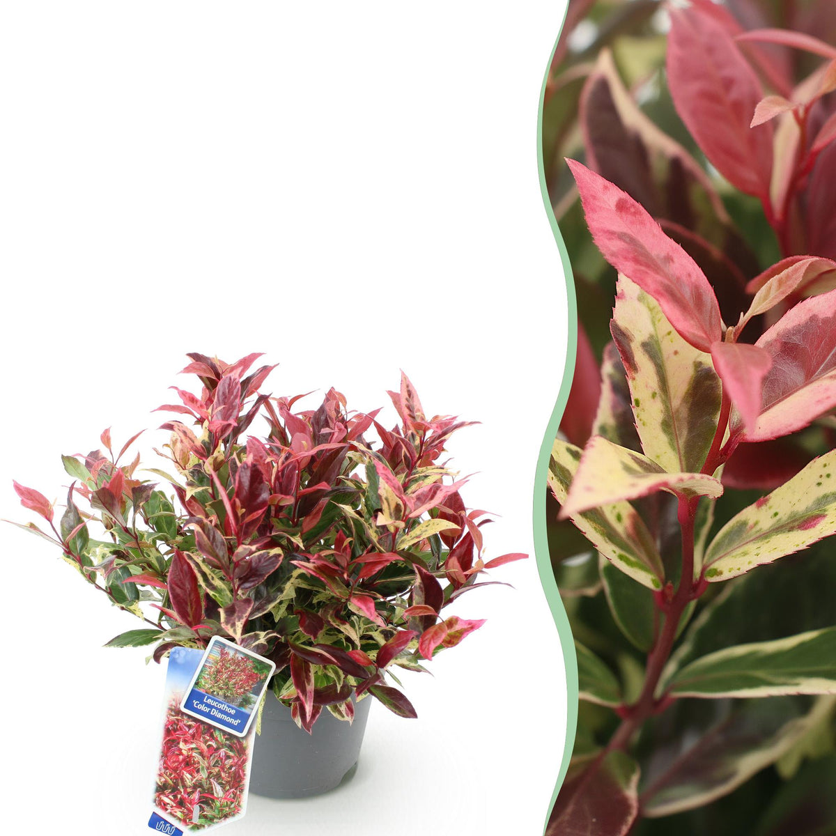 Leucothoe ‘Colour Diamond’ – immergrün & pflegeleicht – bunt – 17 cm Topf, ca. 45 cm hoch - Green Guardia - Ihr Experte für Schädlinge und Pflanzen